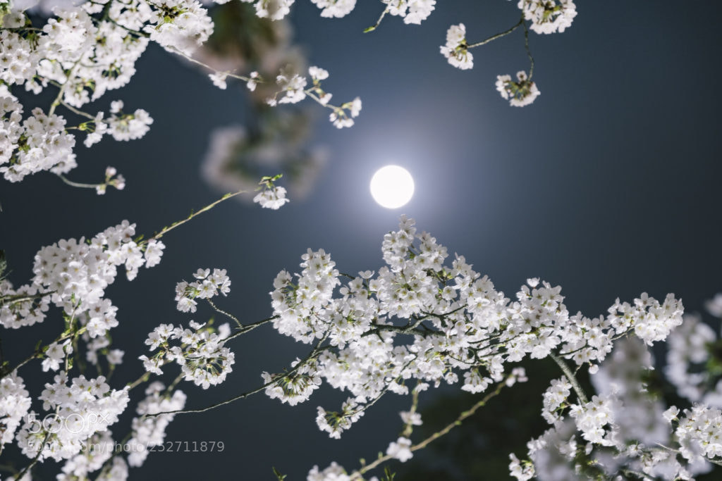 Canon EOS 5D Mark IV sample photo. 桜月 photography