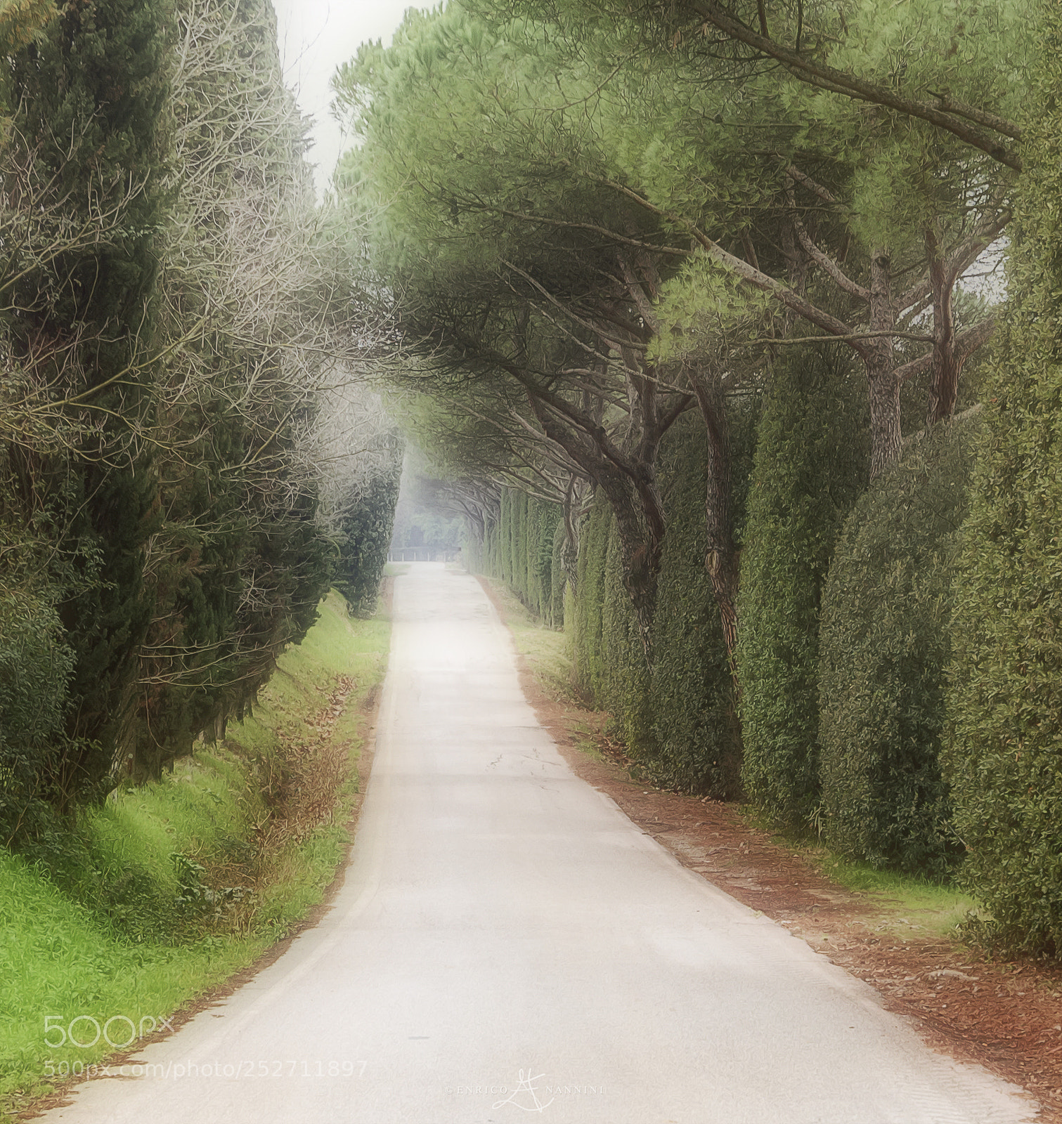Nikon D810 sample photo. Castelmartini viale alberato orton photography