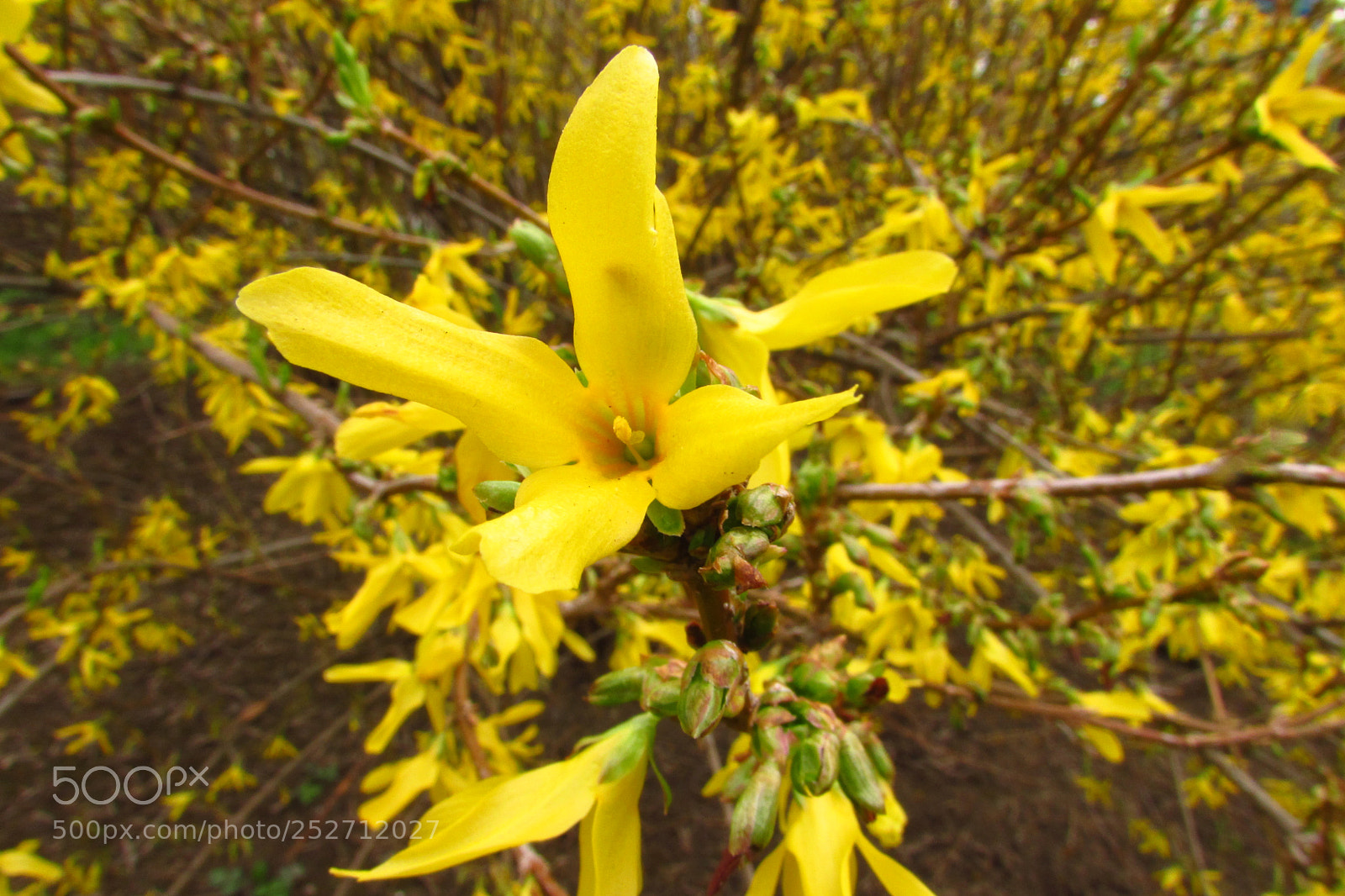 Canon PowerShot SX500 IS sample photo. Yellow flower photography