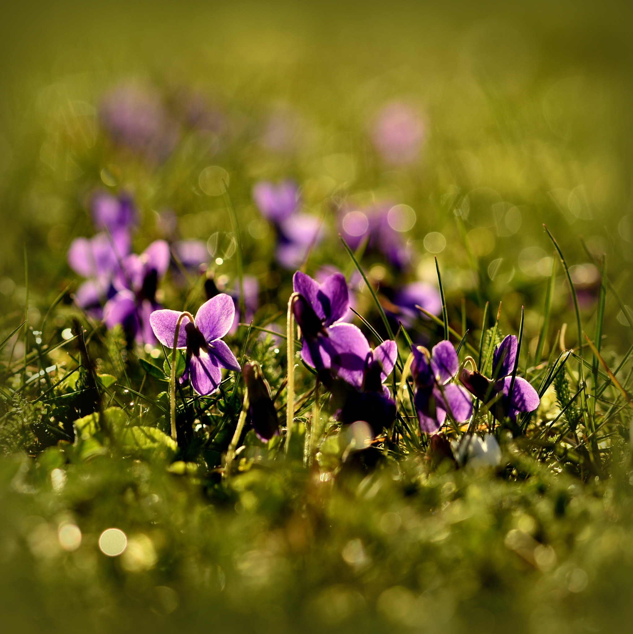 Nikon D810 + Sigma 105mm F2.8 EX DG OS HSM sample photo. °violet.nest° photography