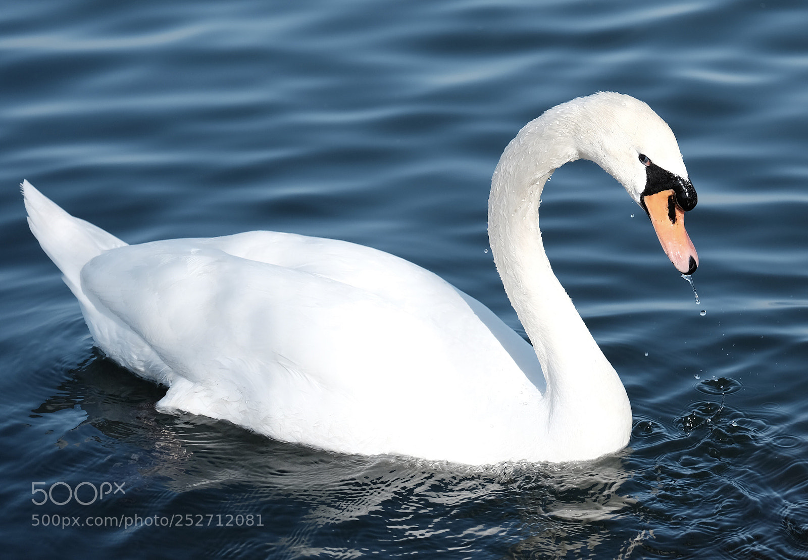 Fujifilm X-T2 sample photo. Schwanensee photography