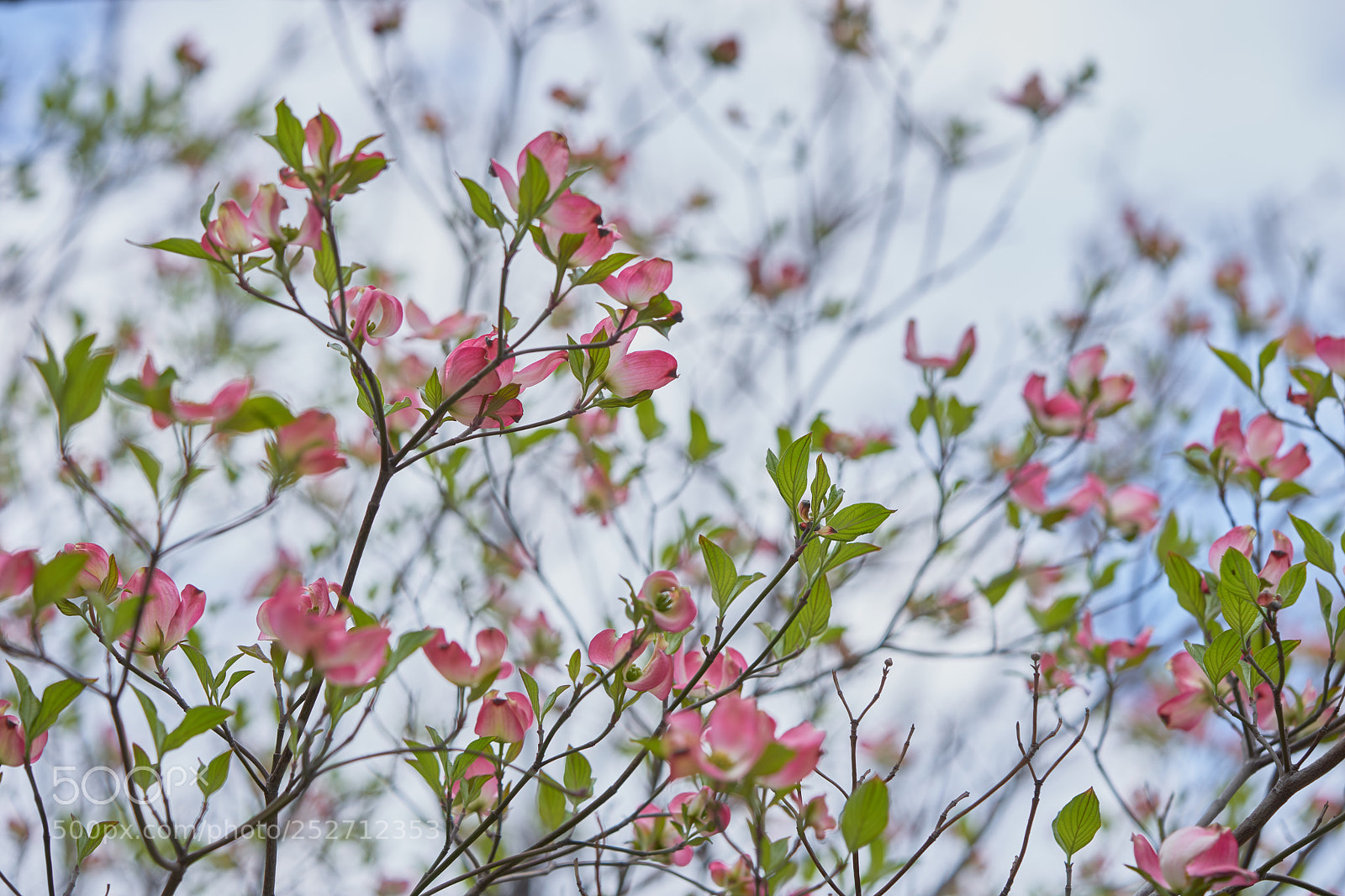 Sony a7 sample photo. Flowers 6379 photography
