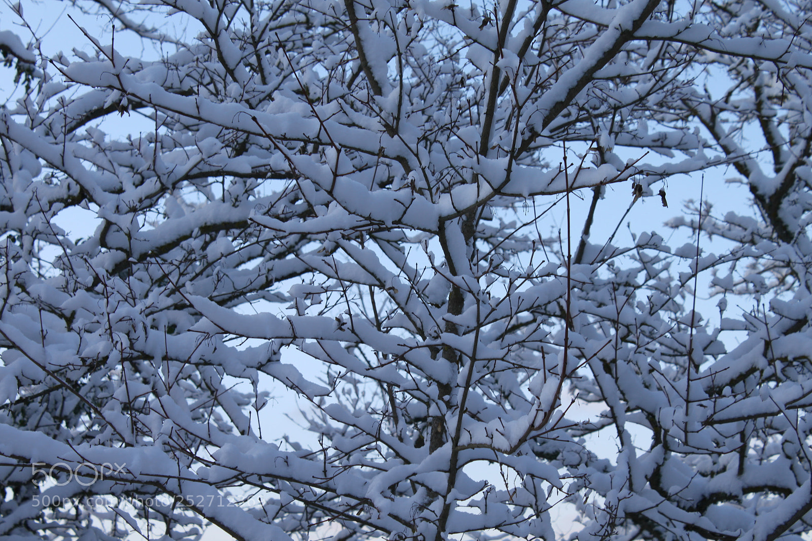 Canon EF-S 18-55mm F3.5-5.6 IS sample photo. Winter wonderland photography