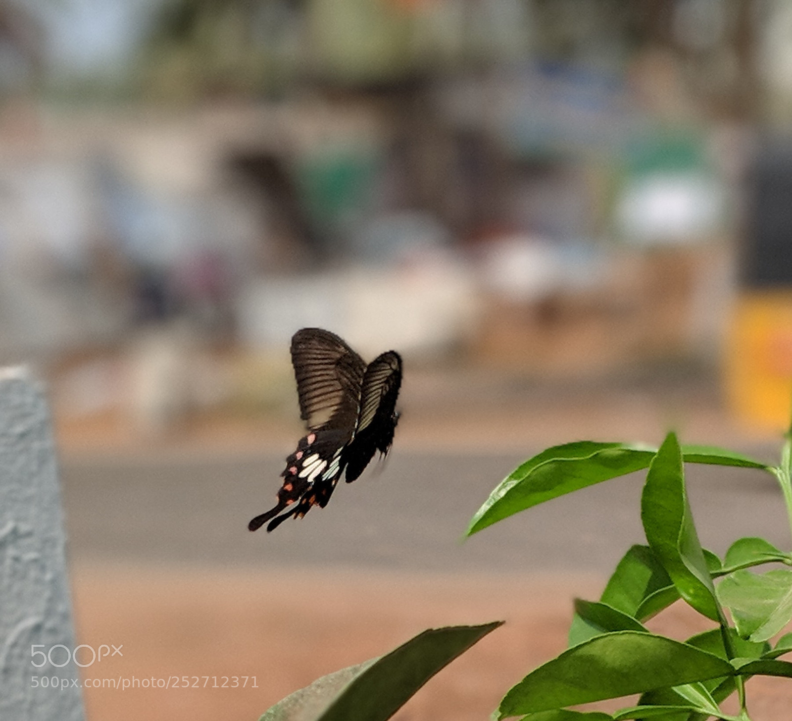 Google Pixel 2 sample photo. Butterfly photography