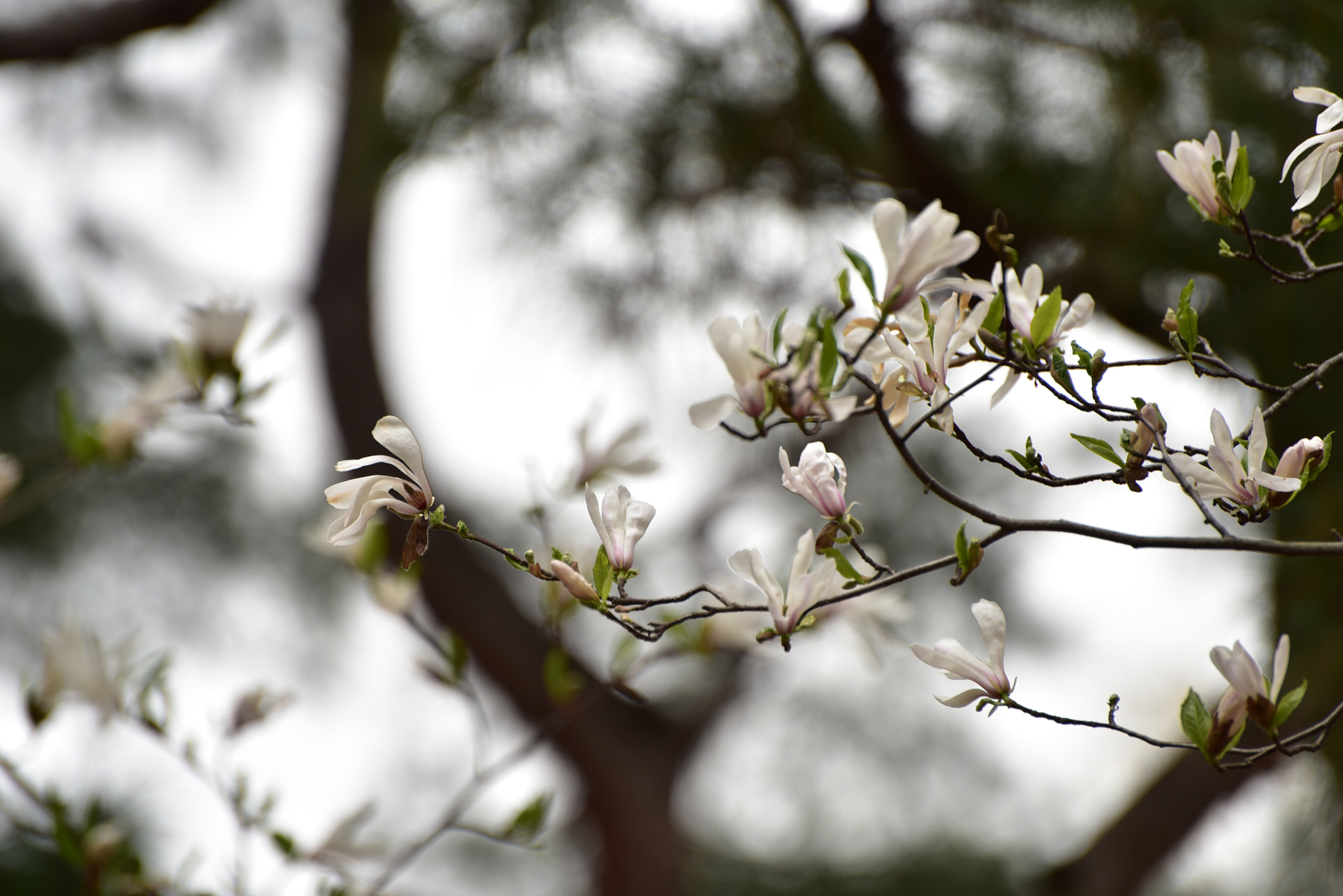 Nikon D810 sample photo