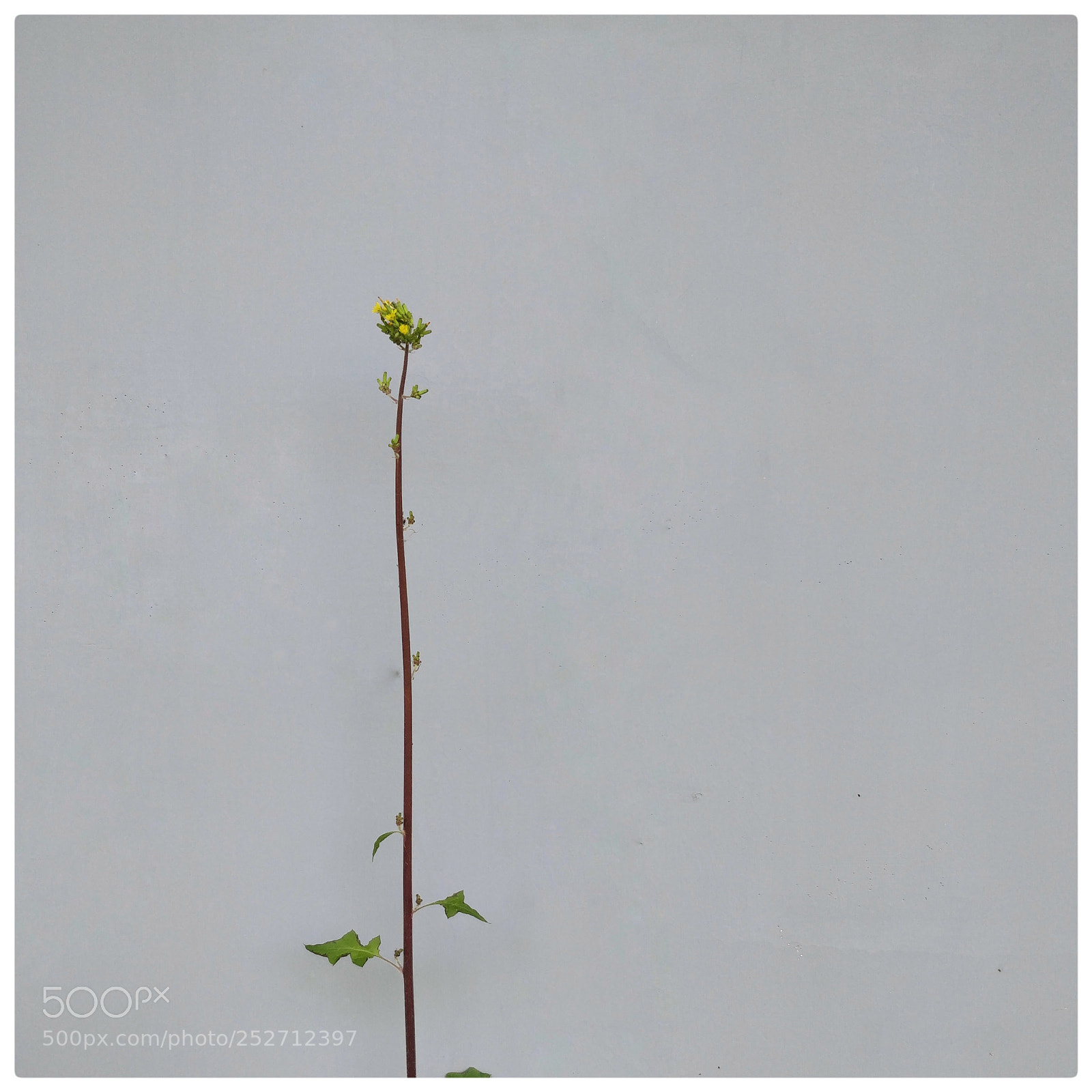 OnePlus 5 sample photo. Untitled photography