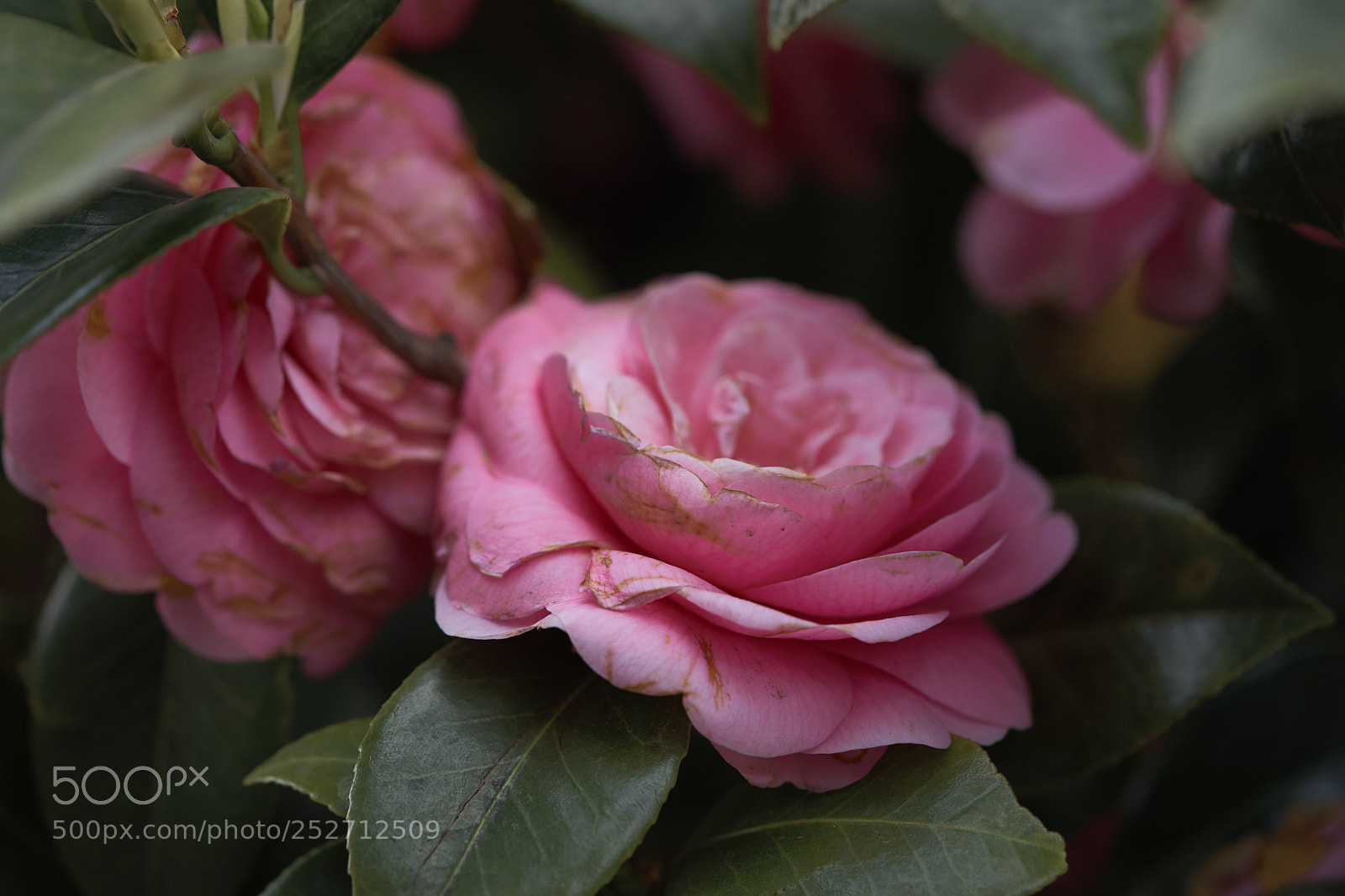 Sony a7 sample photo. Flowers 6380 photography