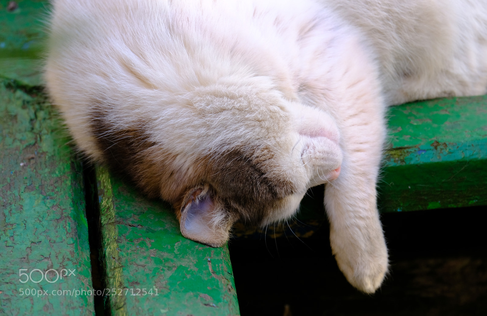 Fujifilm X-T20 sample photo. Sleeping beauty photography
