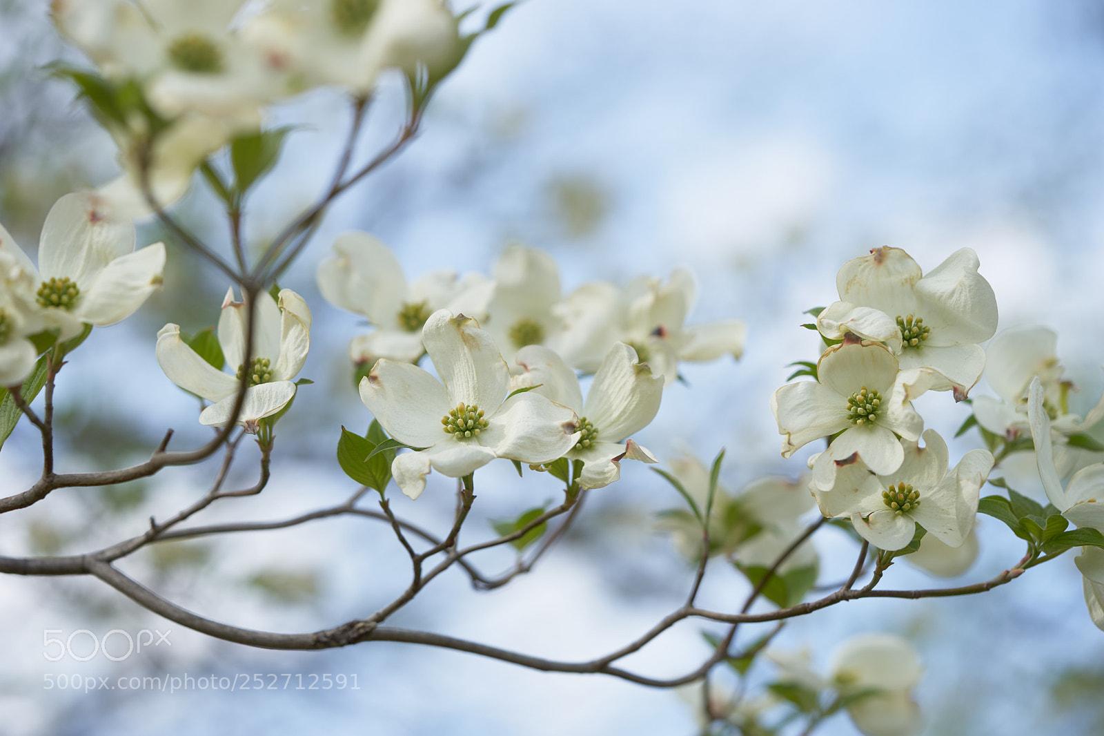 Sony a7 sample photo. Flowers 6381 photography