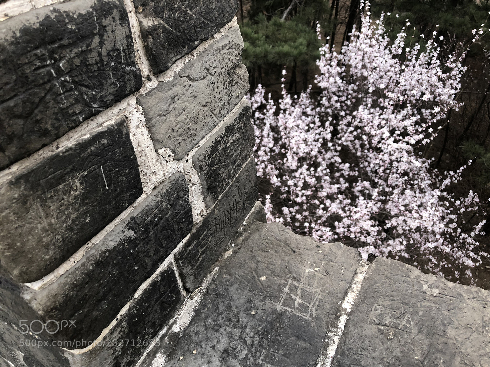 Apple iPhone 8 sample photo. 墙下樱花 photography
