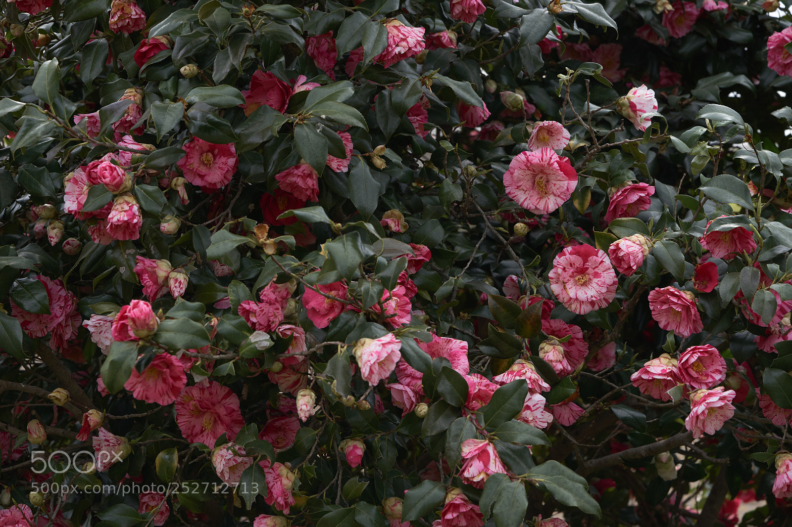 Sony a7 sample photo. Flowers 6382 photography