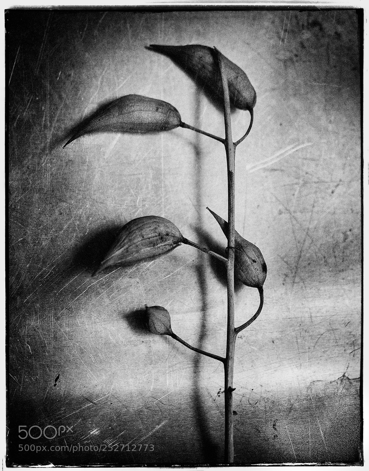 Sony a7 sample photo. Small branch with seed photography