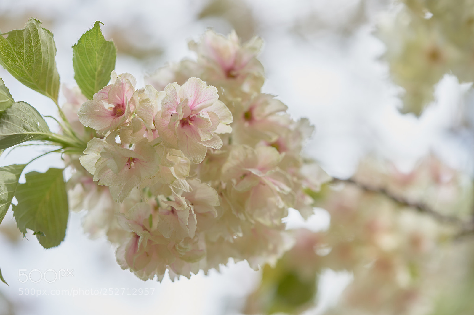 Sony a7 sample photo. Flowers 6384 photography