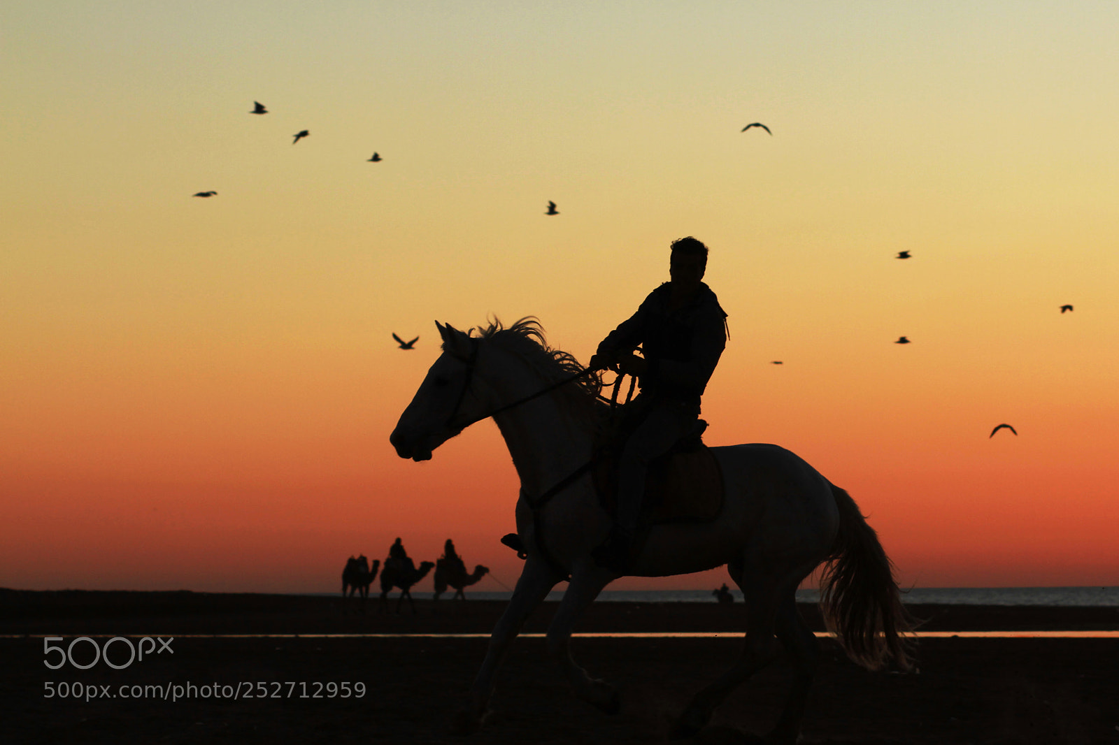 Canon EOS 7D sample photo. A prince on a photography