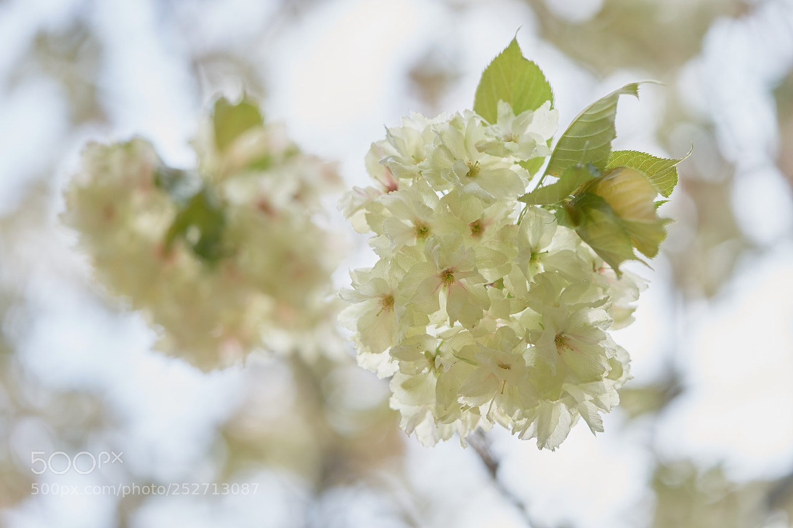 Sony a7 sample photo. Flowers 6385 photography
