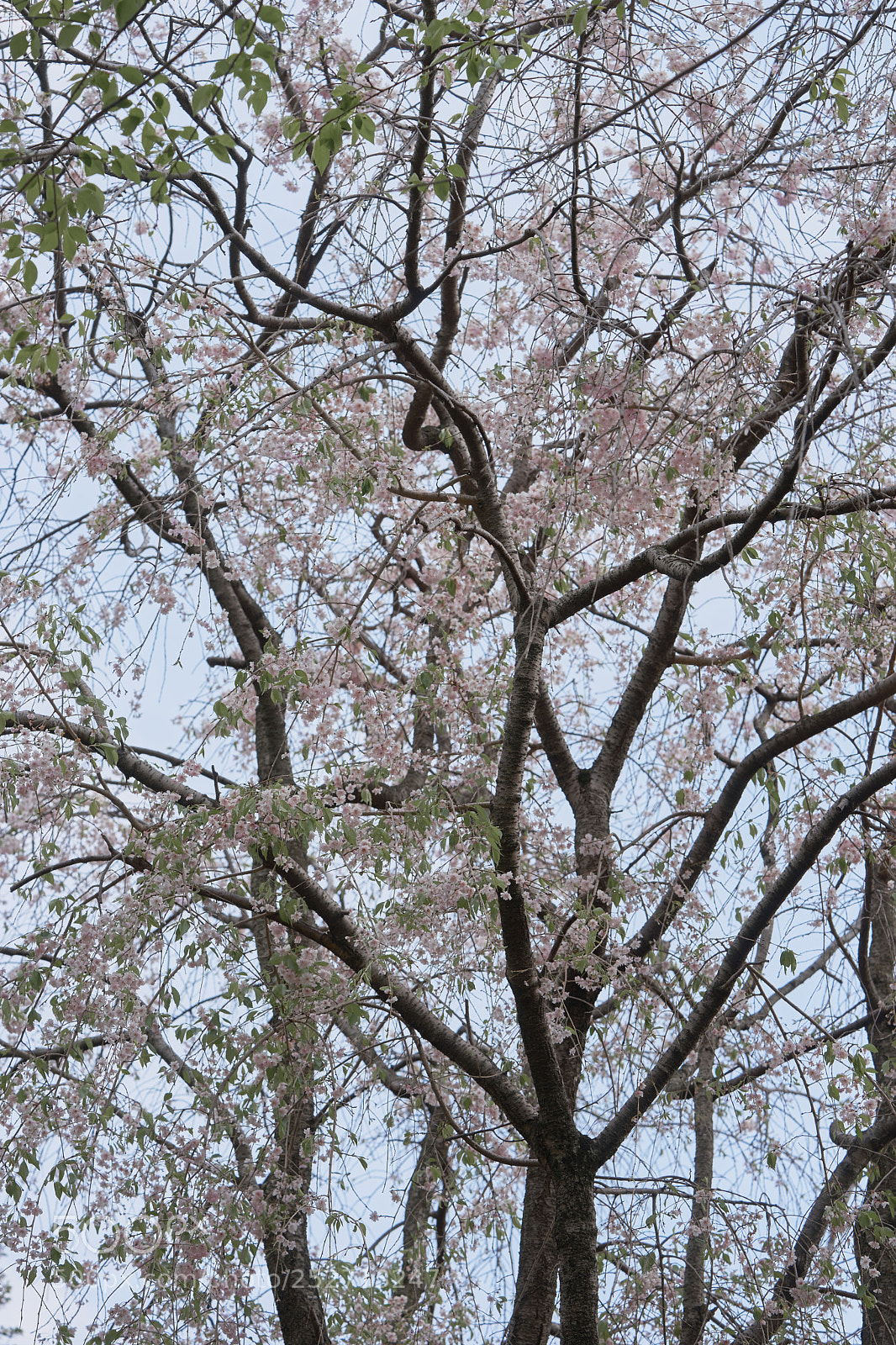 Sony a7 sample photo. Flowers 6386 photography