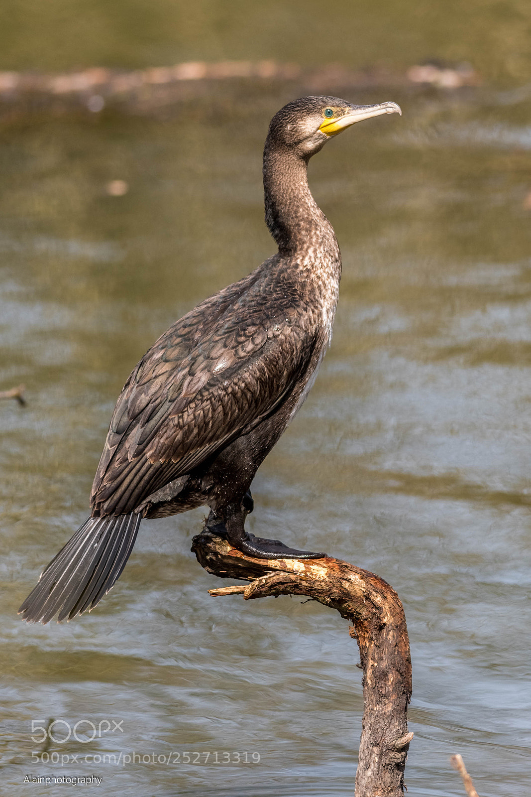 Nikon D7500 sample photo. Young cormorant photography