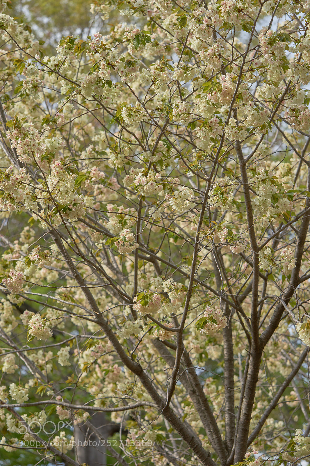 Sony a7 sample photo. Flowers 6387 photography