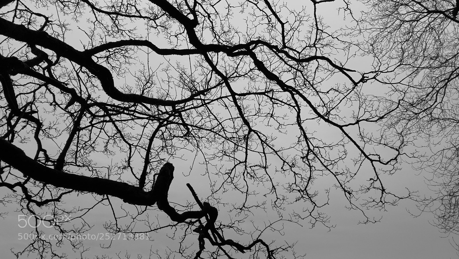 HUAWEI Honor 8 sample photo. Veins and arteries photography