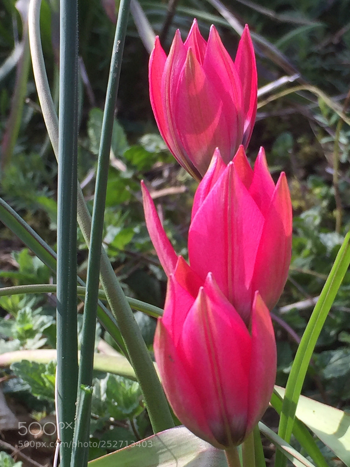 Apple iPhone 6 Plus sample photo. Tulip turrets photography