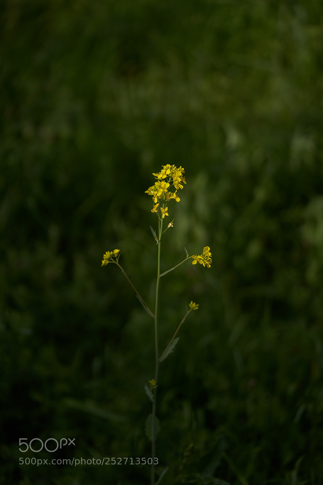 Sony a7 sample photo. Flowers 6388 photography