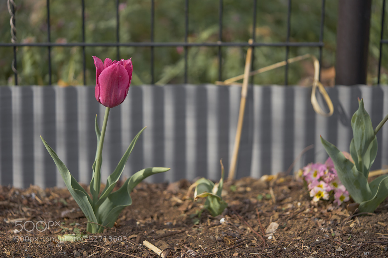 Sony a7 sample photo. Flowers 6389 photography