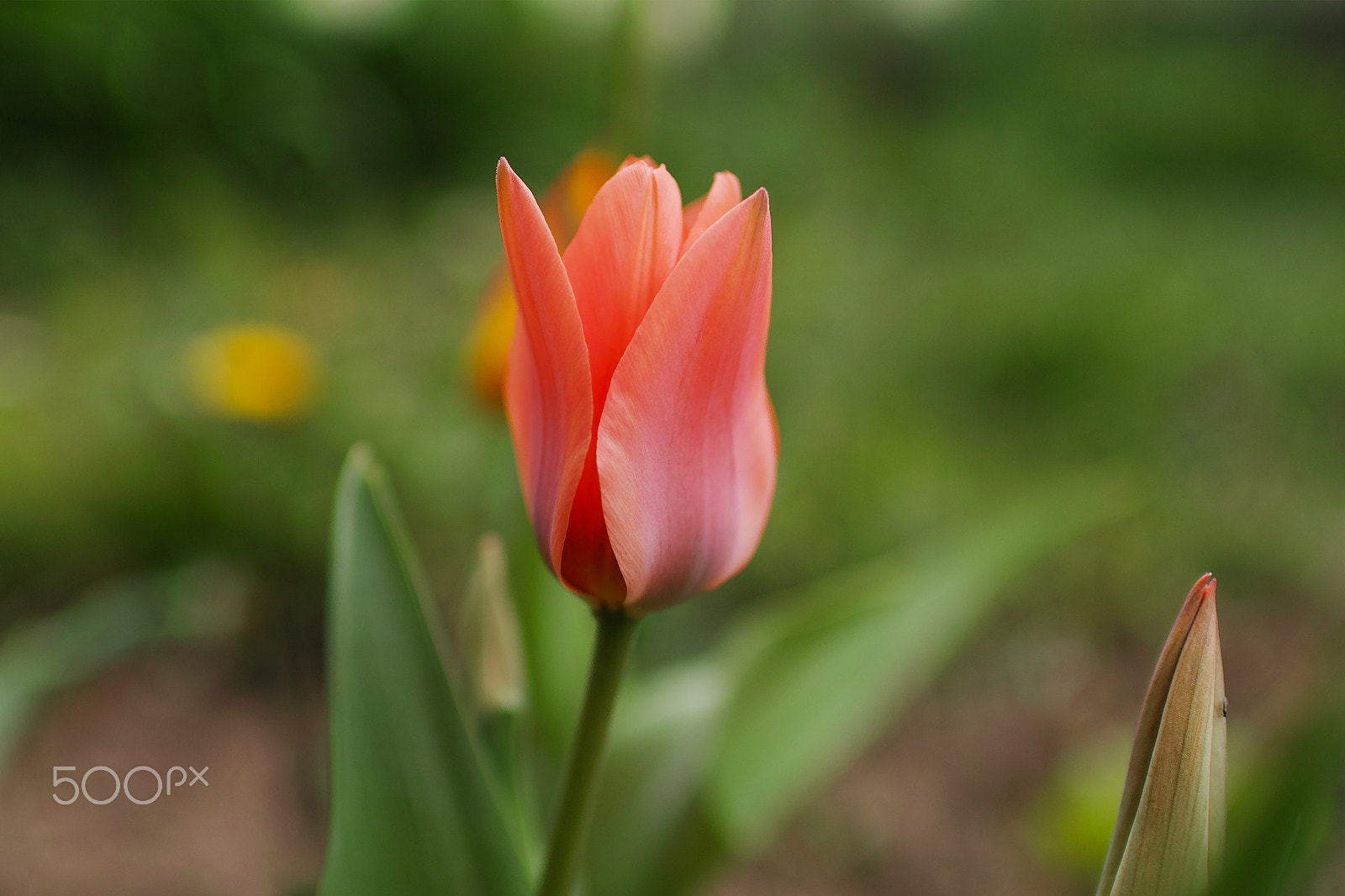 Sigma sd Quattro sample photo. Tulip photography
