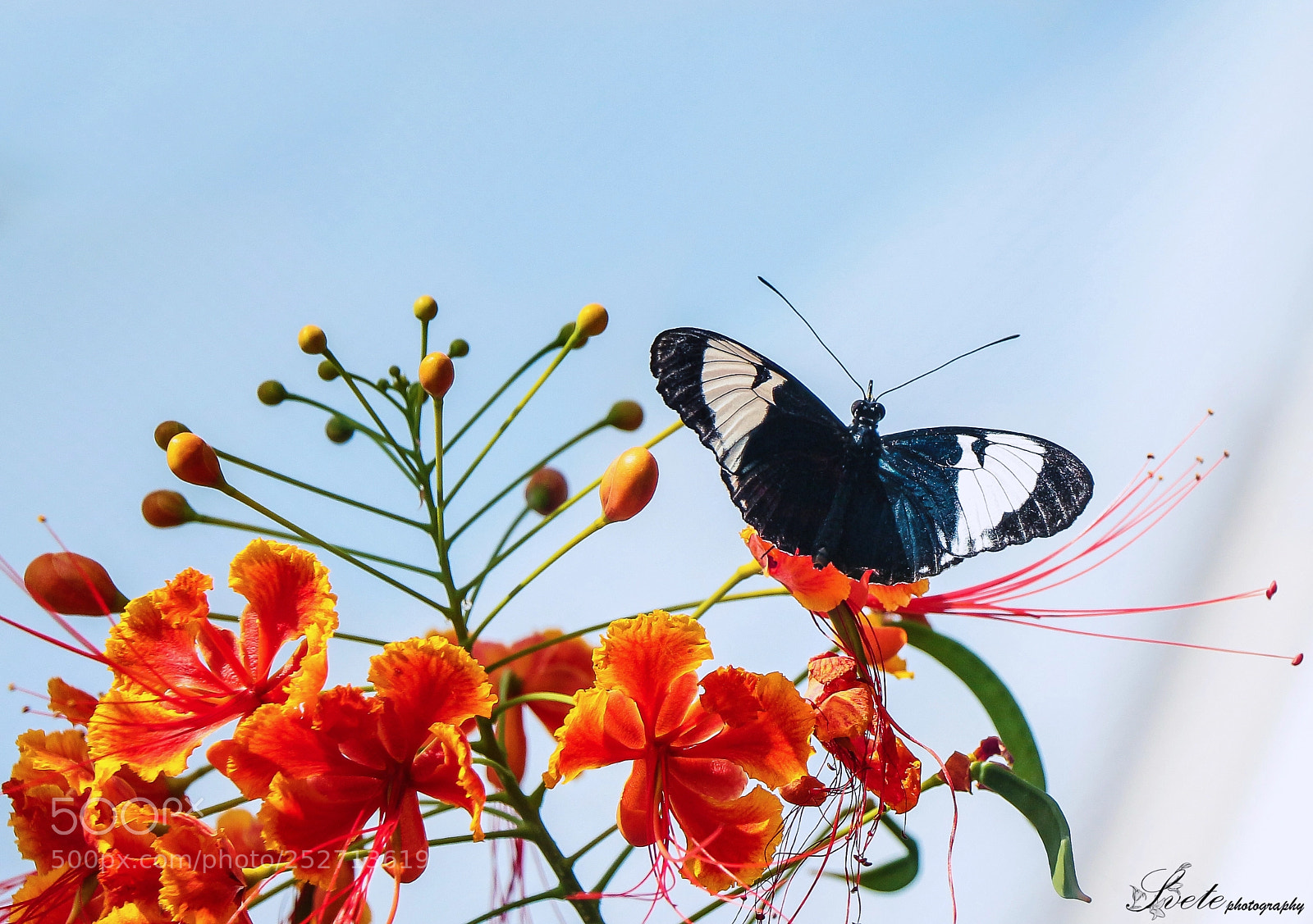 Canon EOS 700D (EOS Rebel T5i / EOS Kiss X7i) sample photo. Peacock flower -caesalpinia pulcherrima photography
