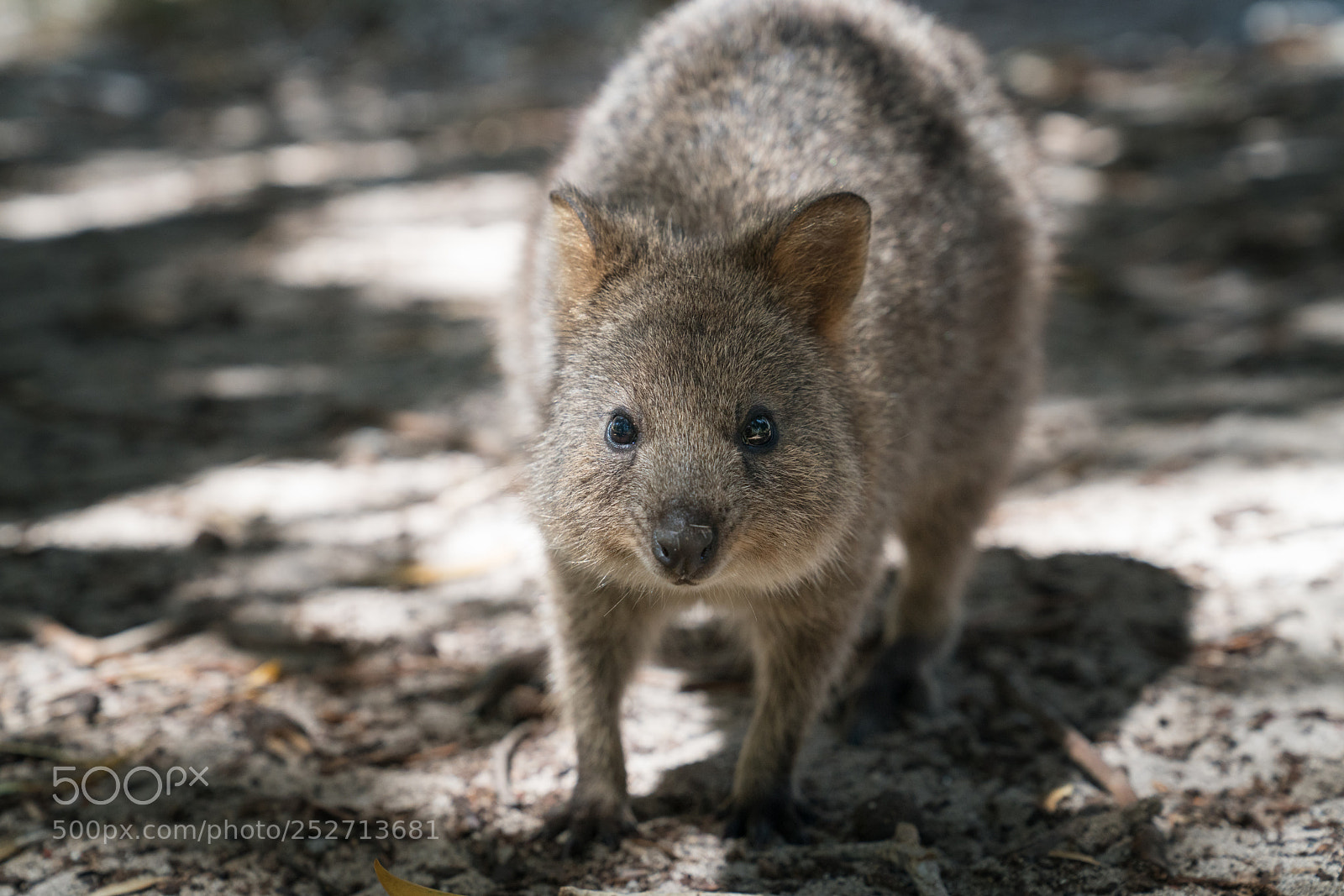 Sony a7R II sample photo. Wildlife of australia photography