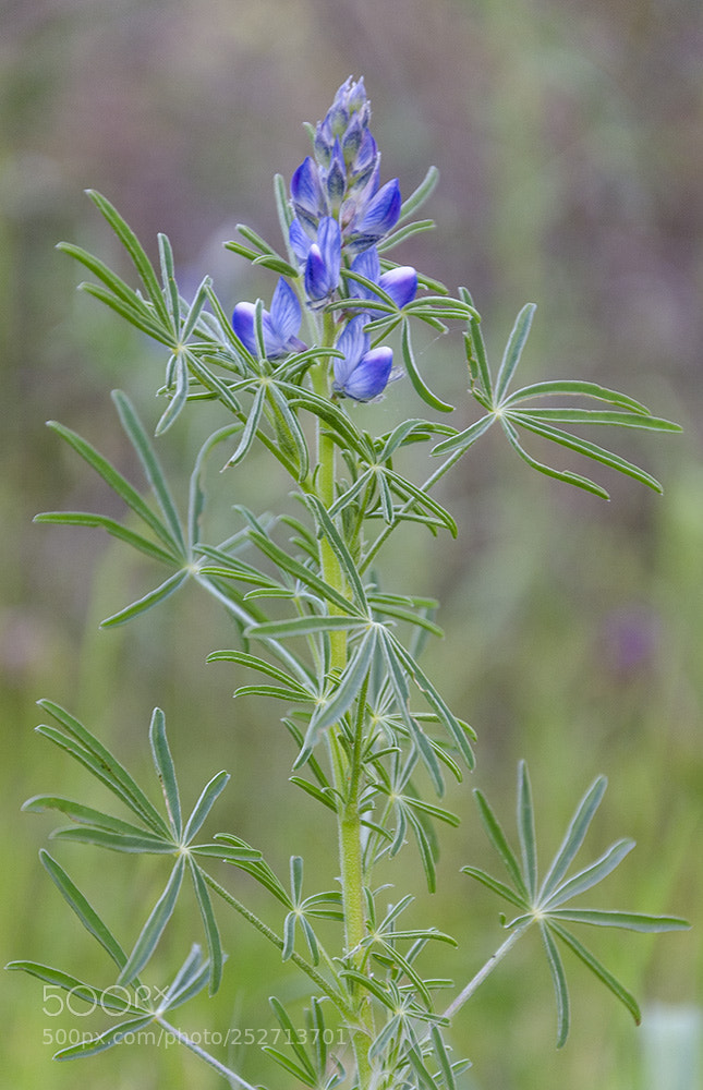 Nikon D7000 sample photo. Light blue photography