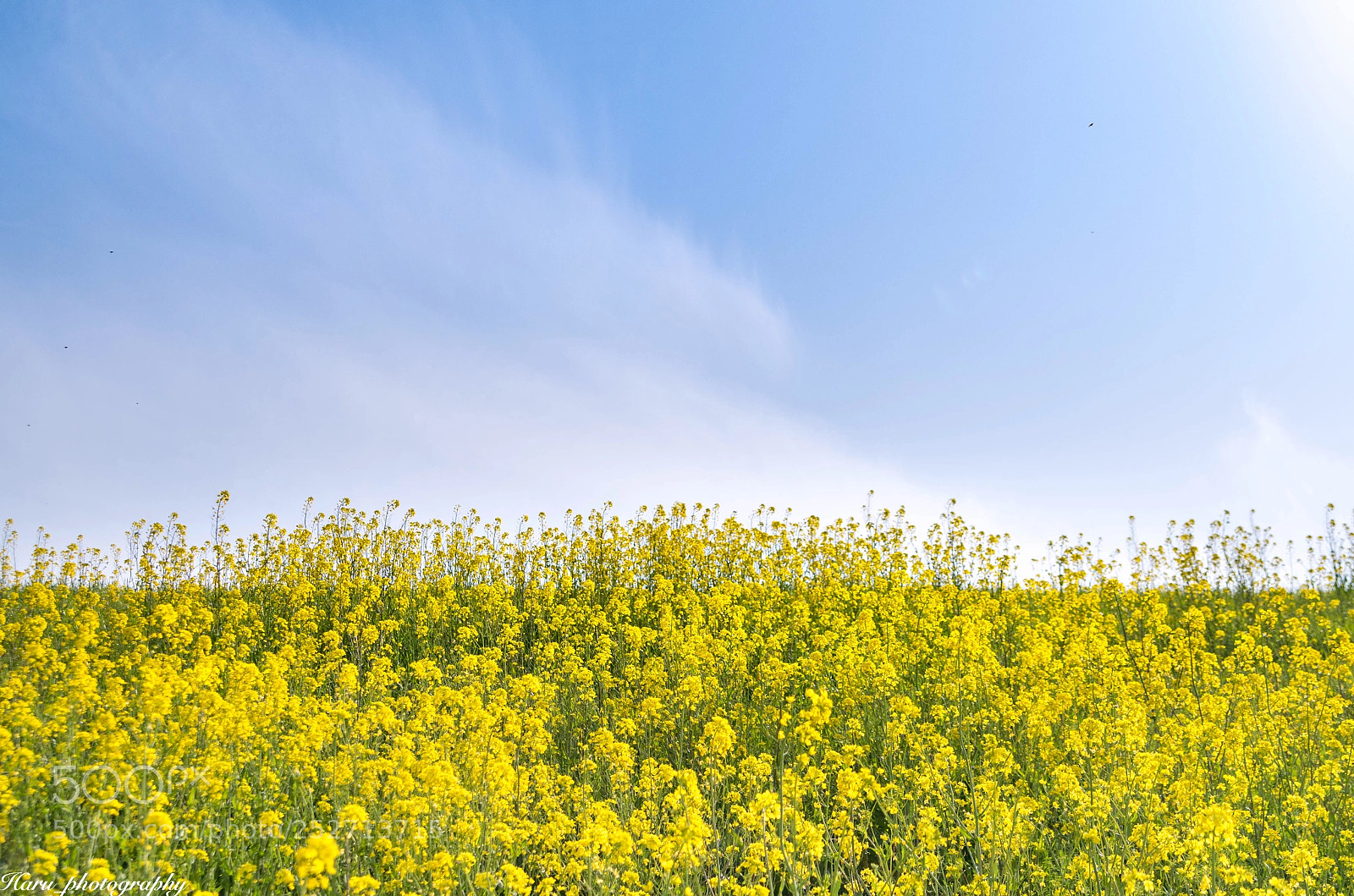 Pentax K-50 sample photo. Blue &yellow photography