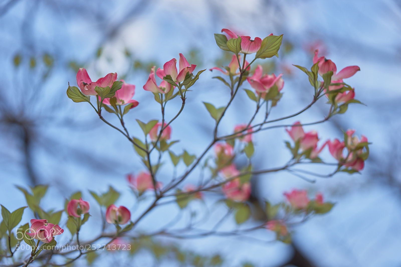 Sony a7 sample photo. Flowers 6390 photography