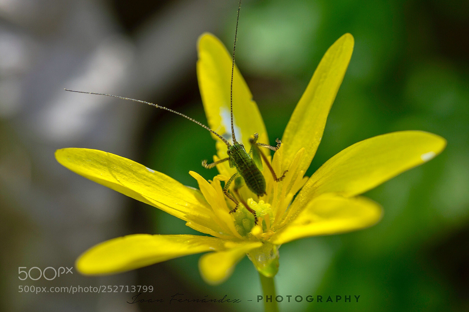 Nikon D7200 sample photo. Spring 2 photography