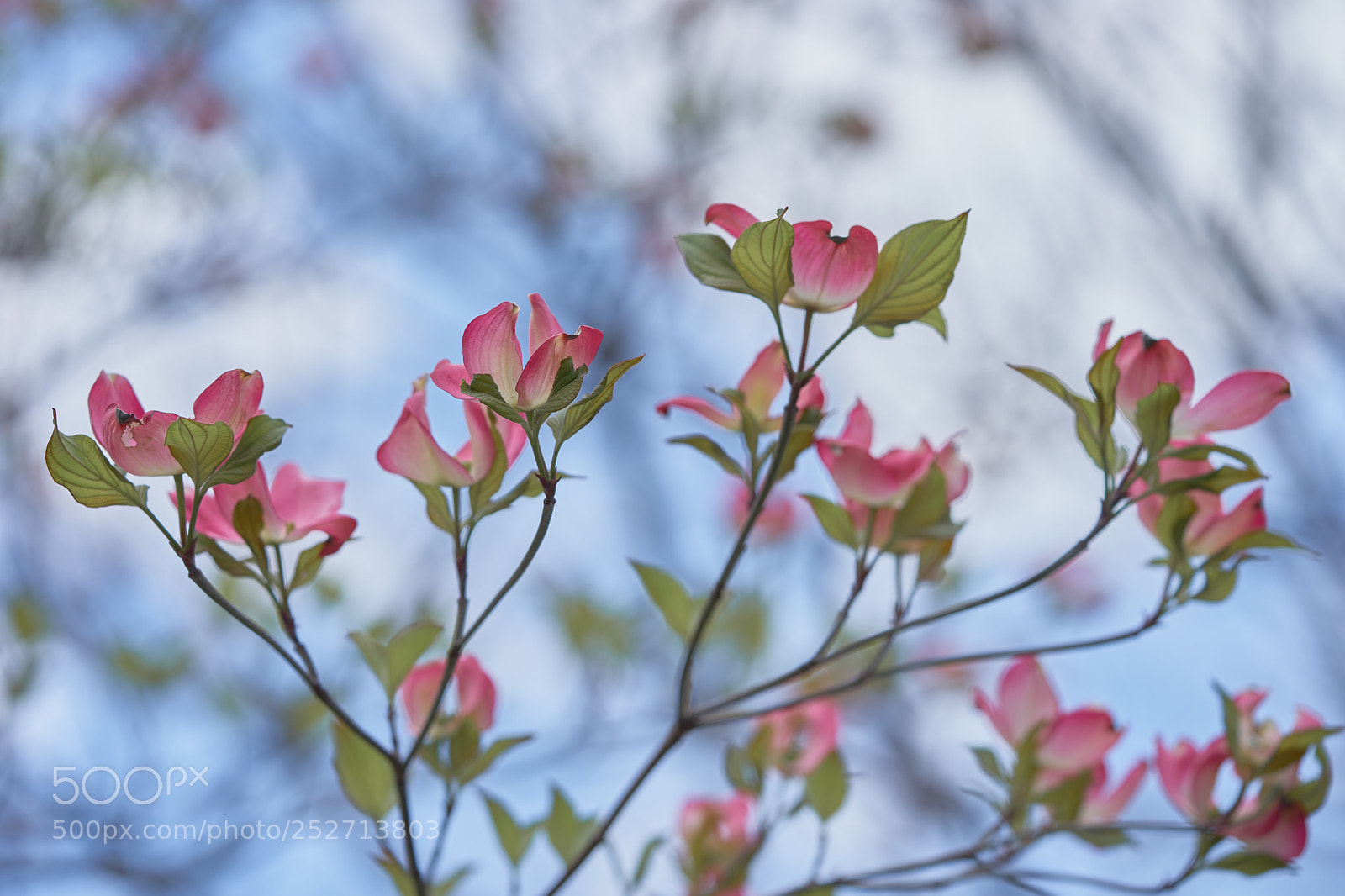 Sony a7 sample photo. Flowers 6391 photography