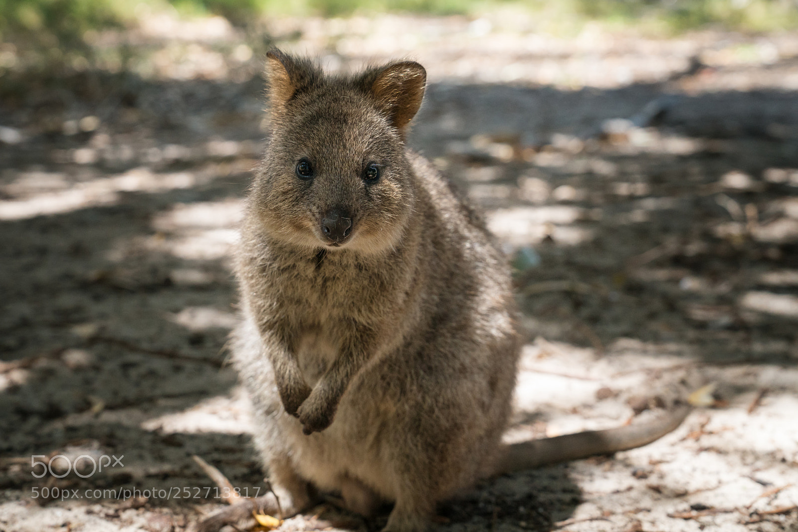 Sony a7R II sample photo. Wildlife of australia photography