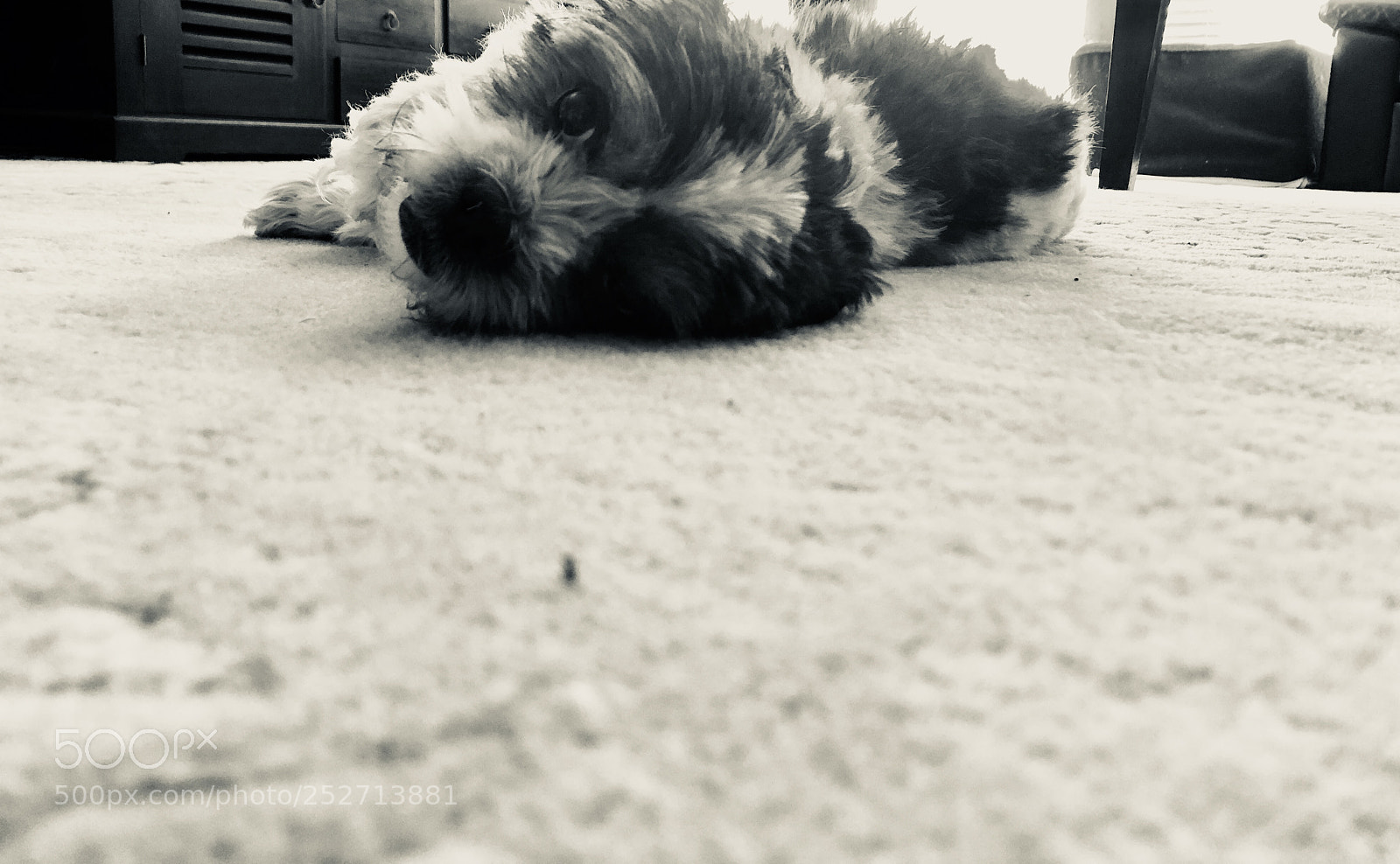Apple iPhone 8 sample photo. Img photography