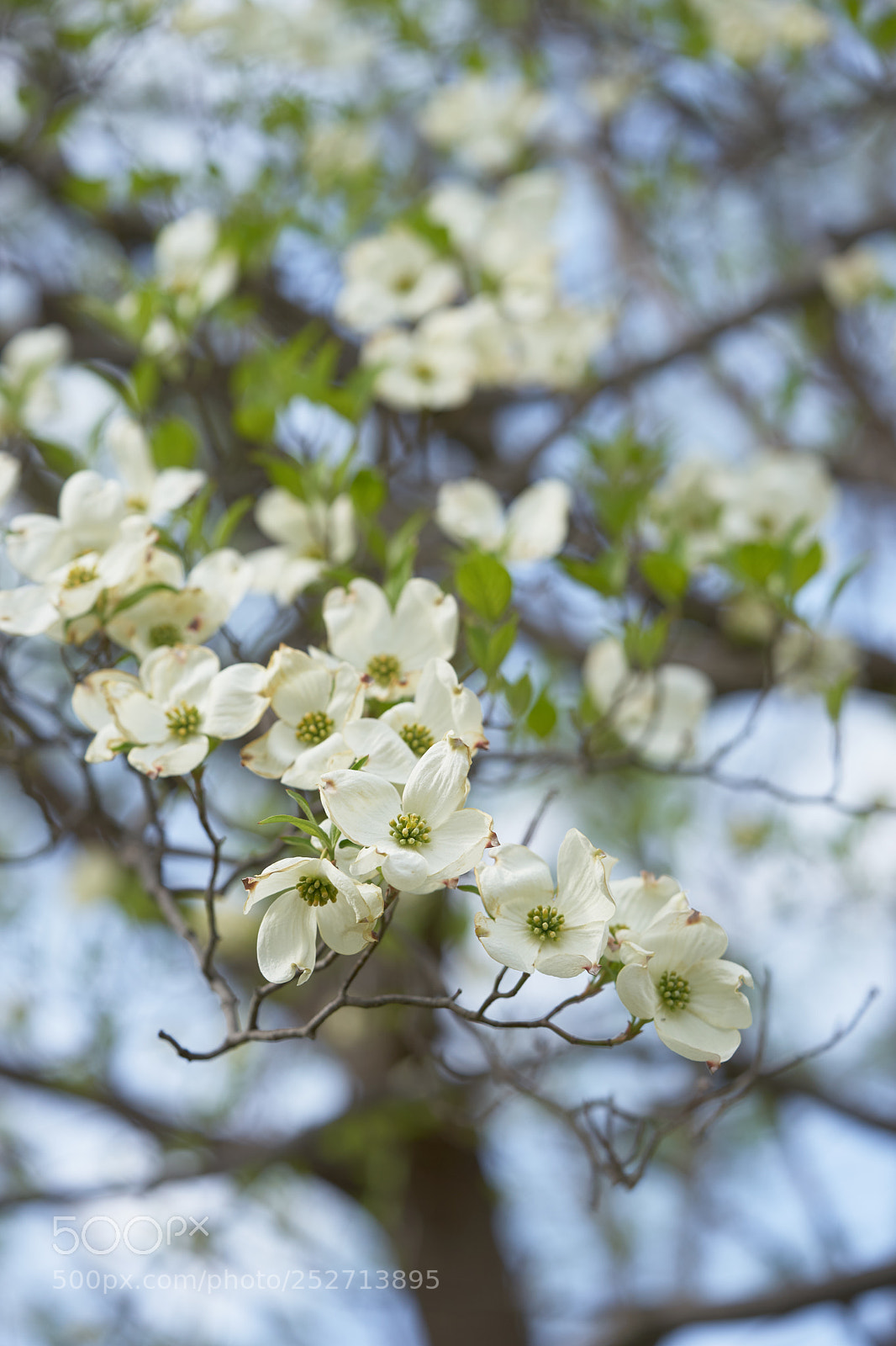 Sony a7 sample photo. Flowers 6392 photography