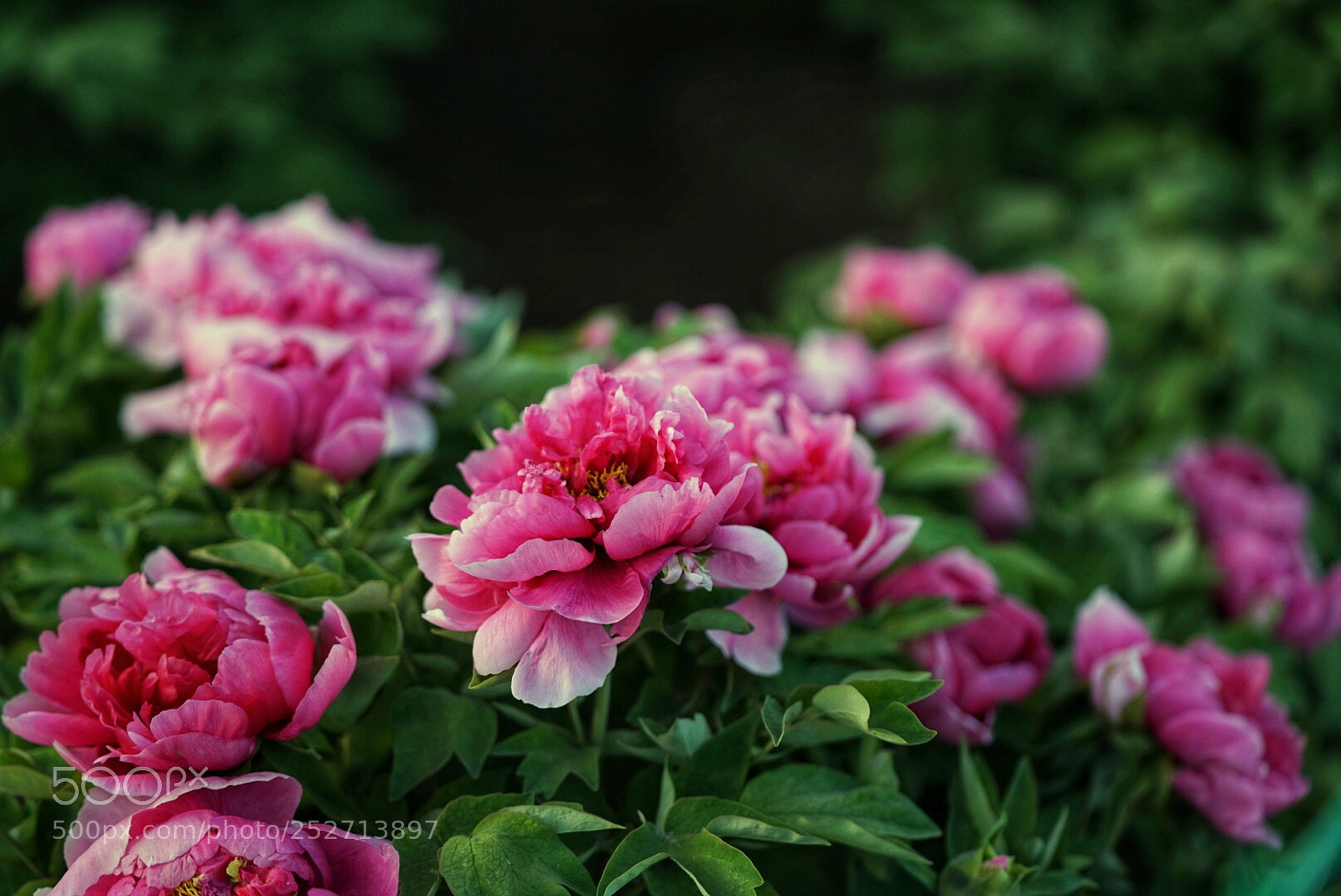 Sony a7R II sample photo. Untitled photography