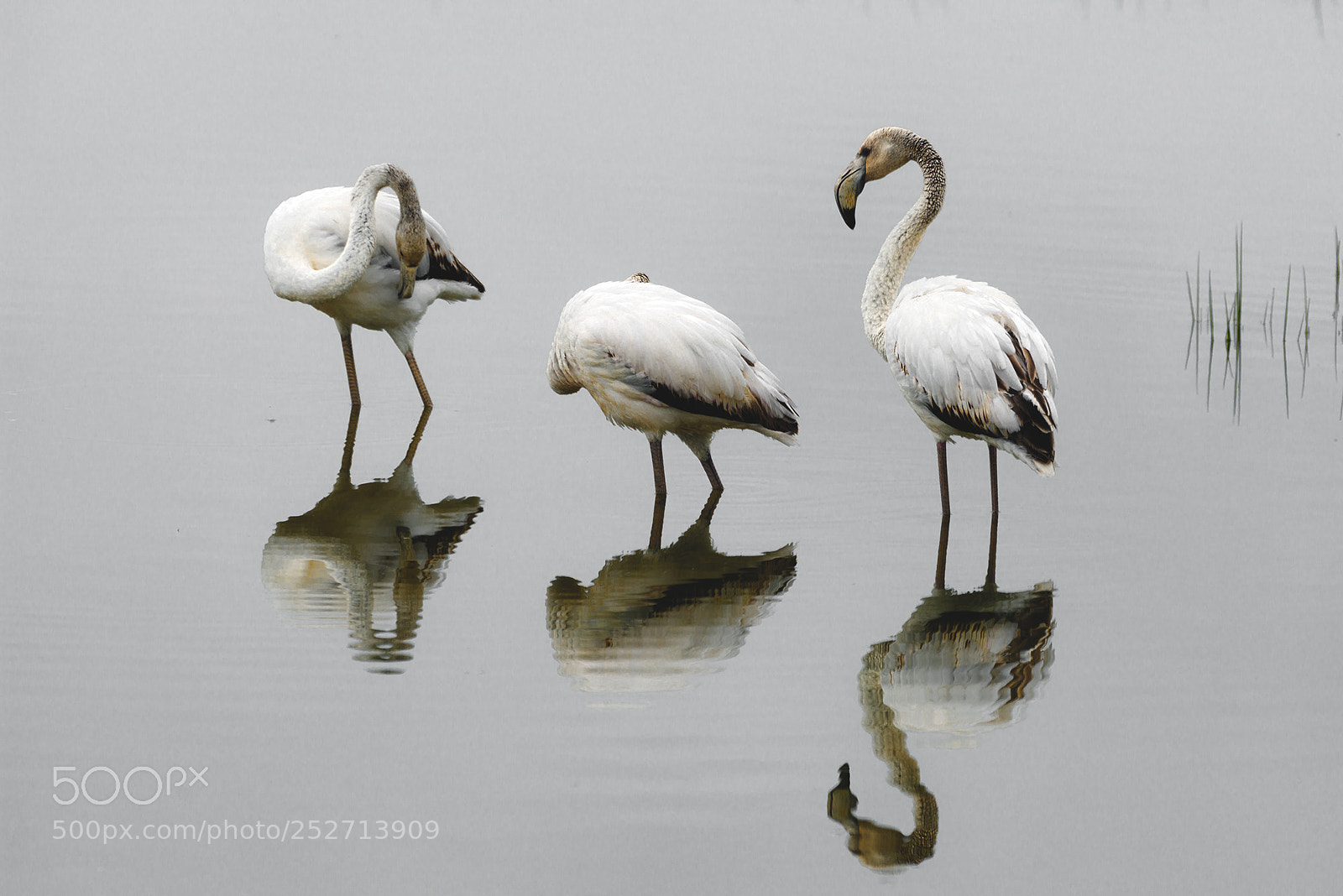 Nikon D800 sample photo. Flamencs photography