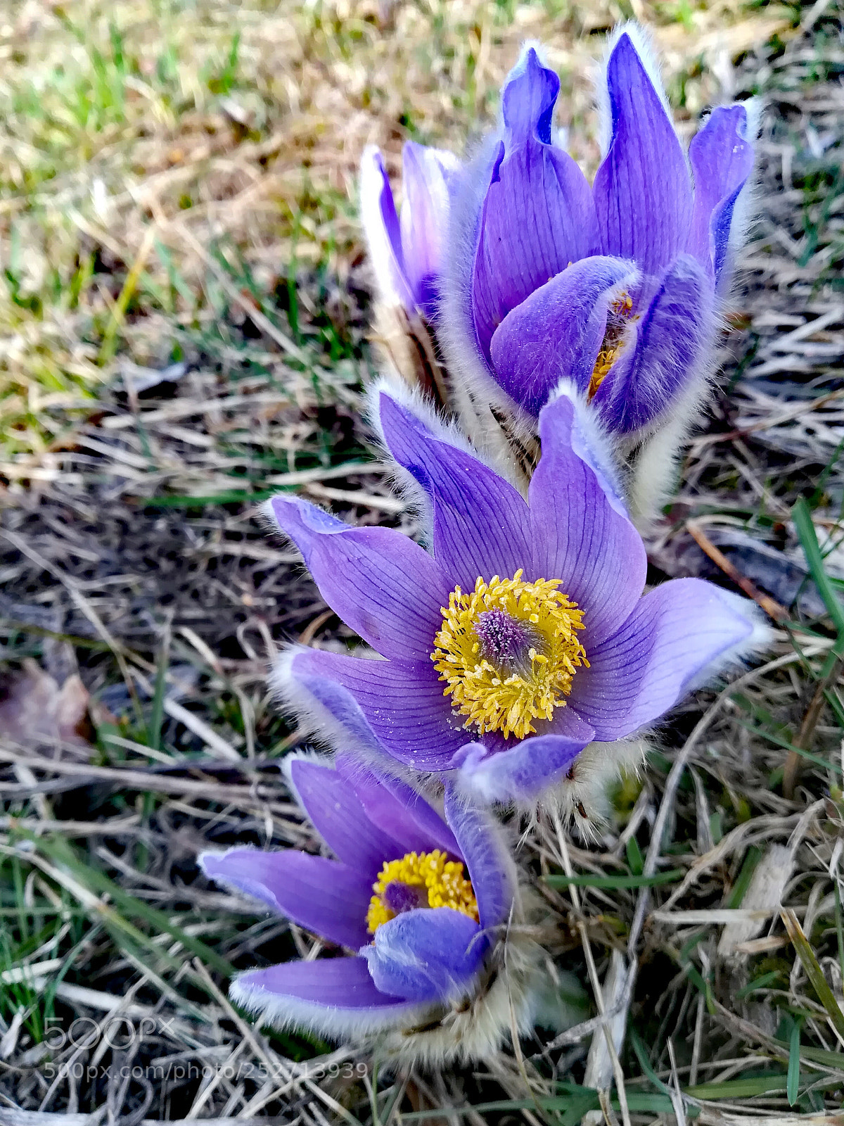 HUAWEI PRA-LX1 sample photo. Untitled photography