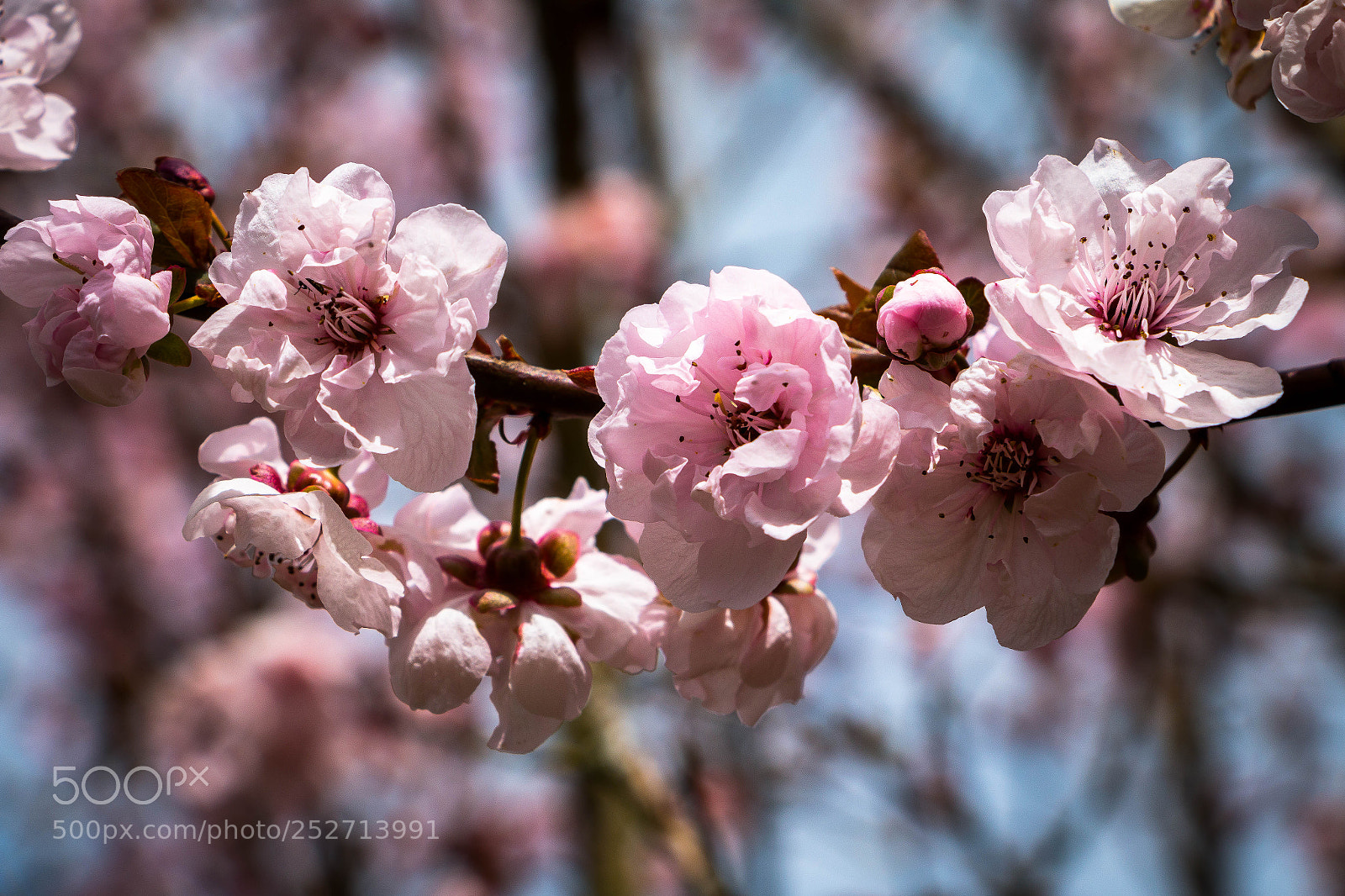 Canon EOS 70D sample photo. Sakura photography