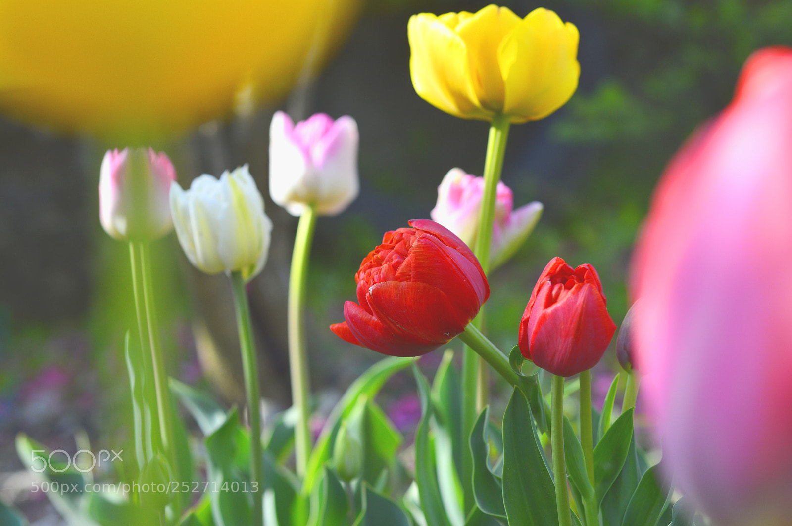Nikon D3200 sample photo. Spring nature......tulip photography
