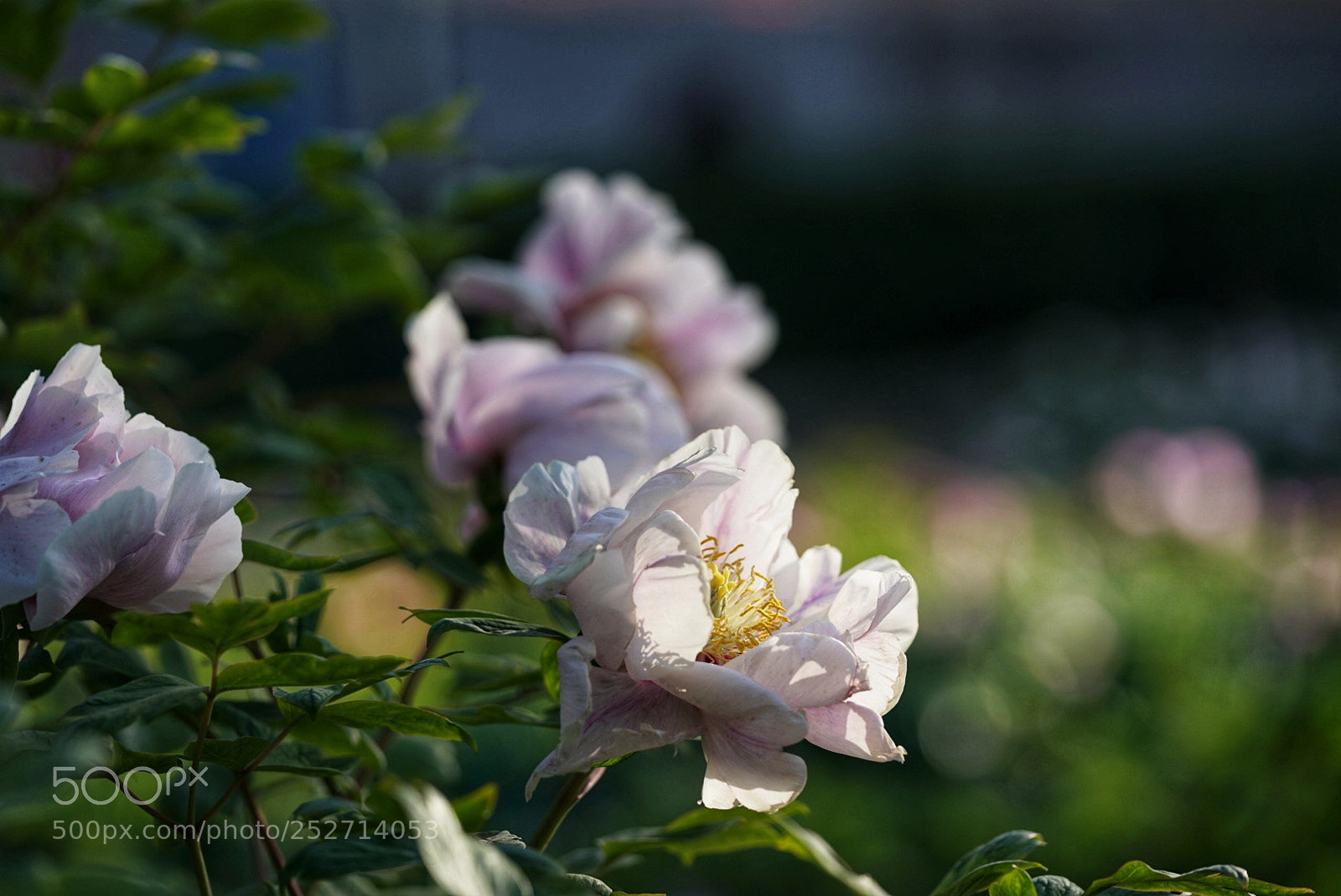 Sony a7R II sample photo. Untitled photography