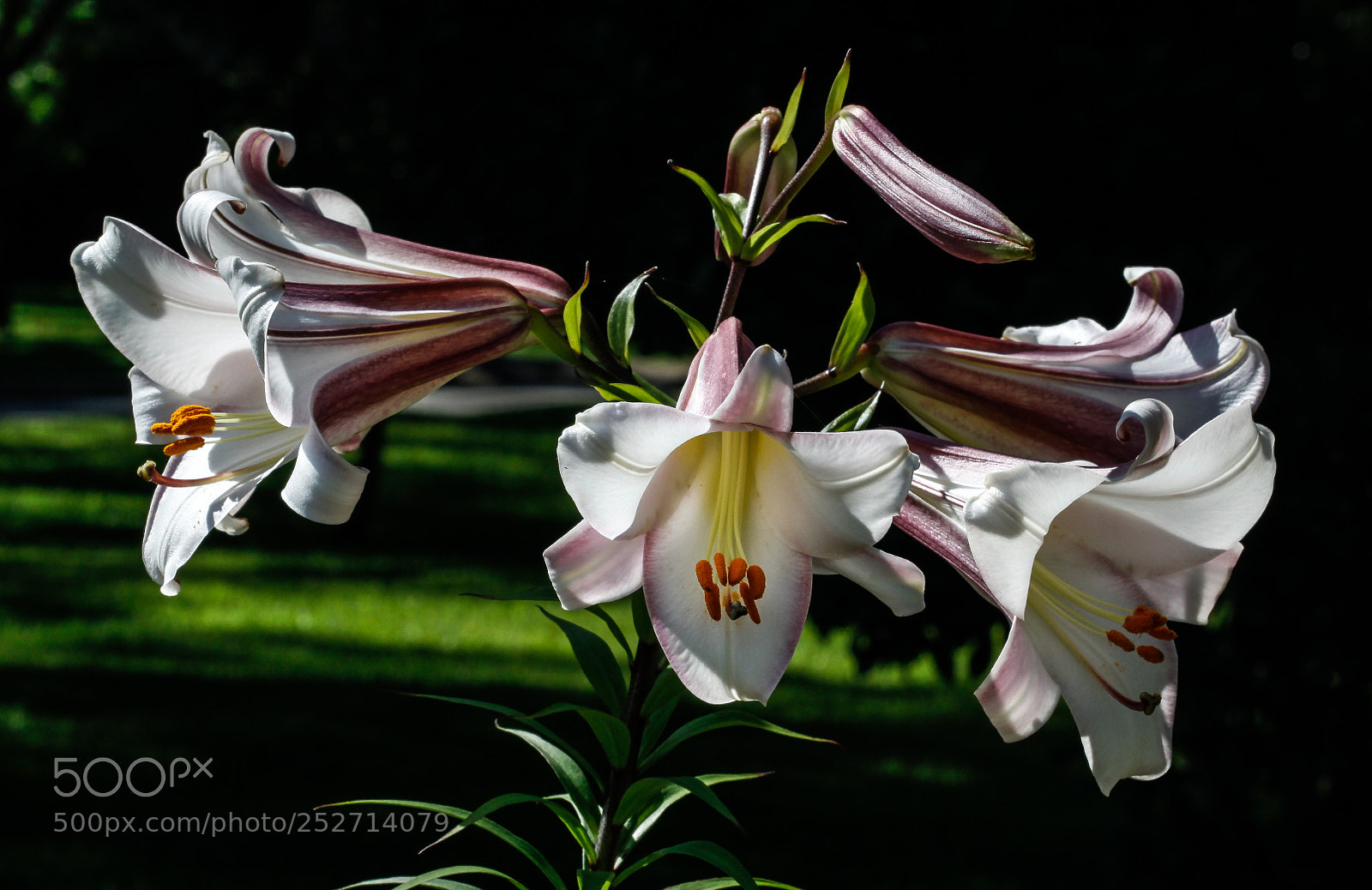 Canon EOS 50D sample photo. Lily blooms photography