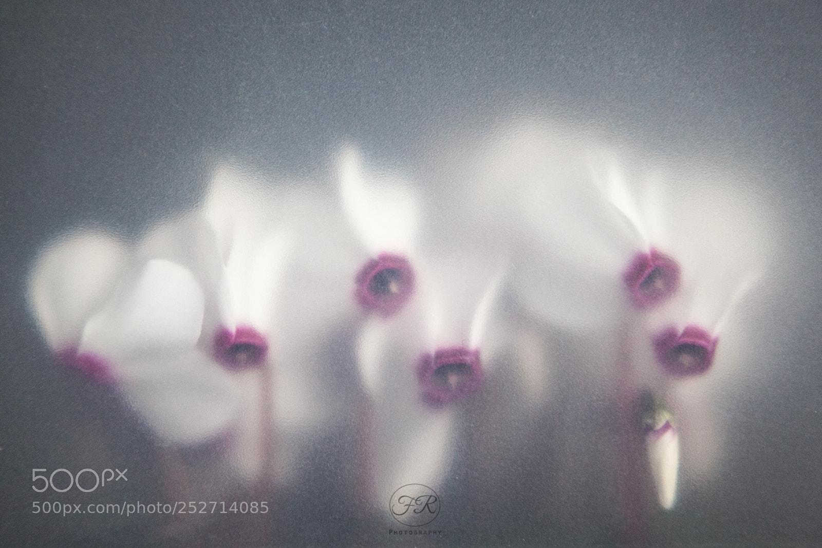 Canon EOS 5D Mark II sample photo. Ciclamini photography