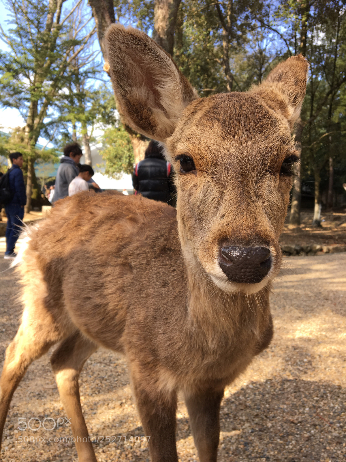Apple iPhone 6s sample photo. Deer photography