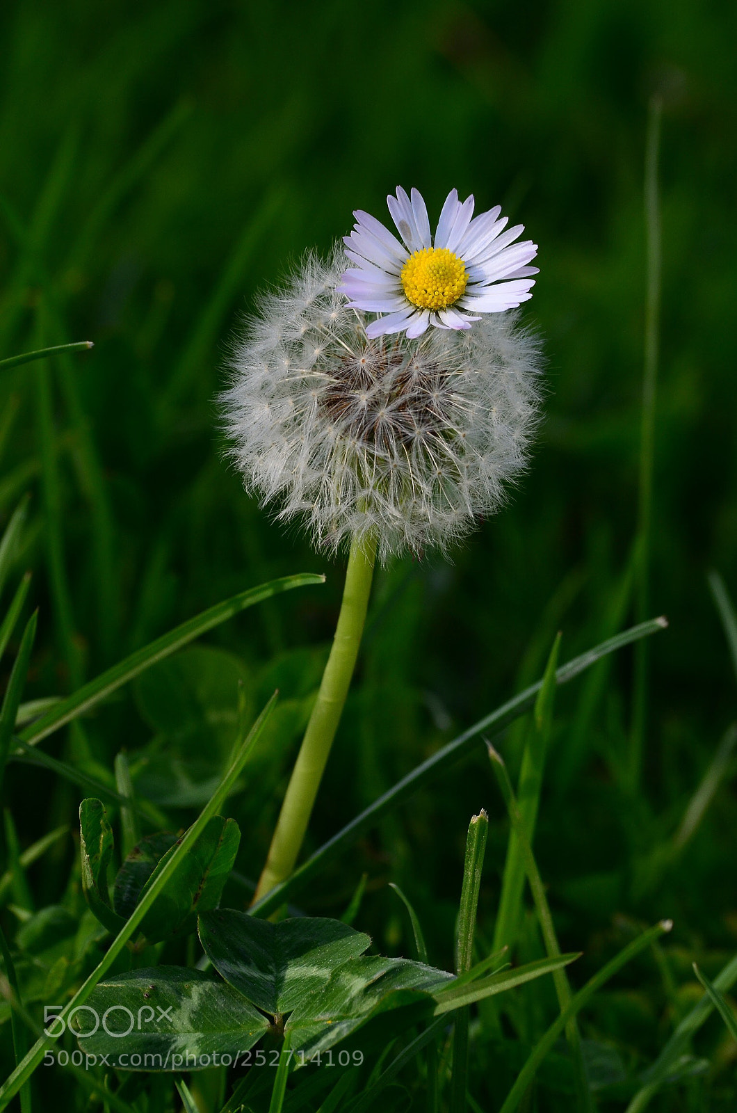 Nikon D7000 sample photo. Untitled photography
