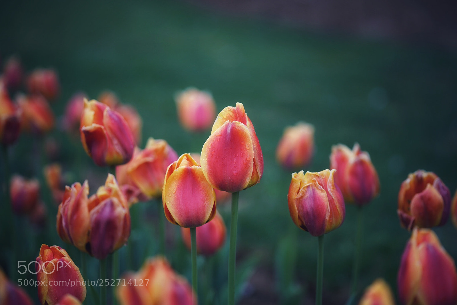 Sony a7R II sample photo. Untitled photography