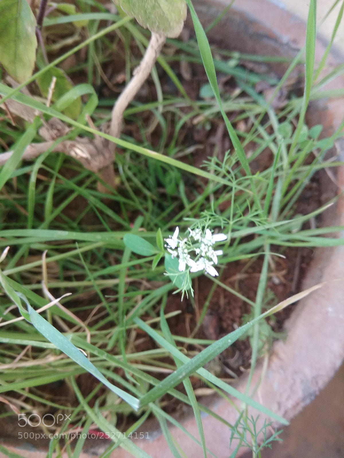 Xiaomi Redmi Note 4 sample photo. Grass photography