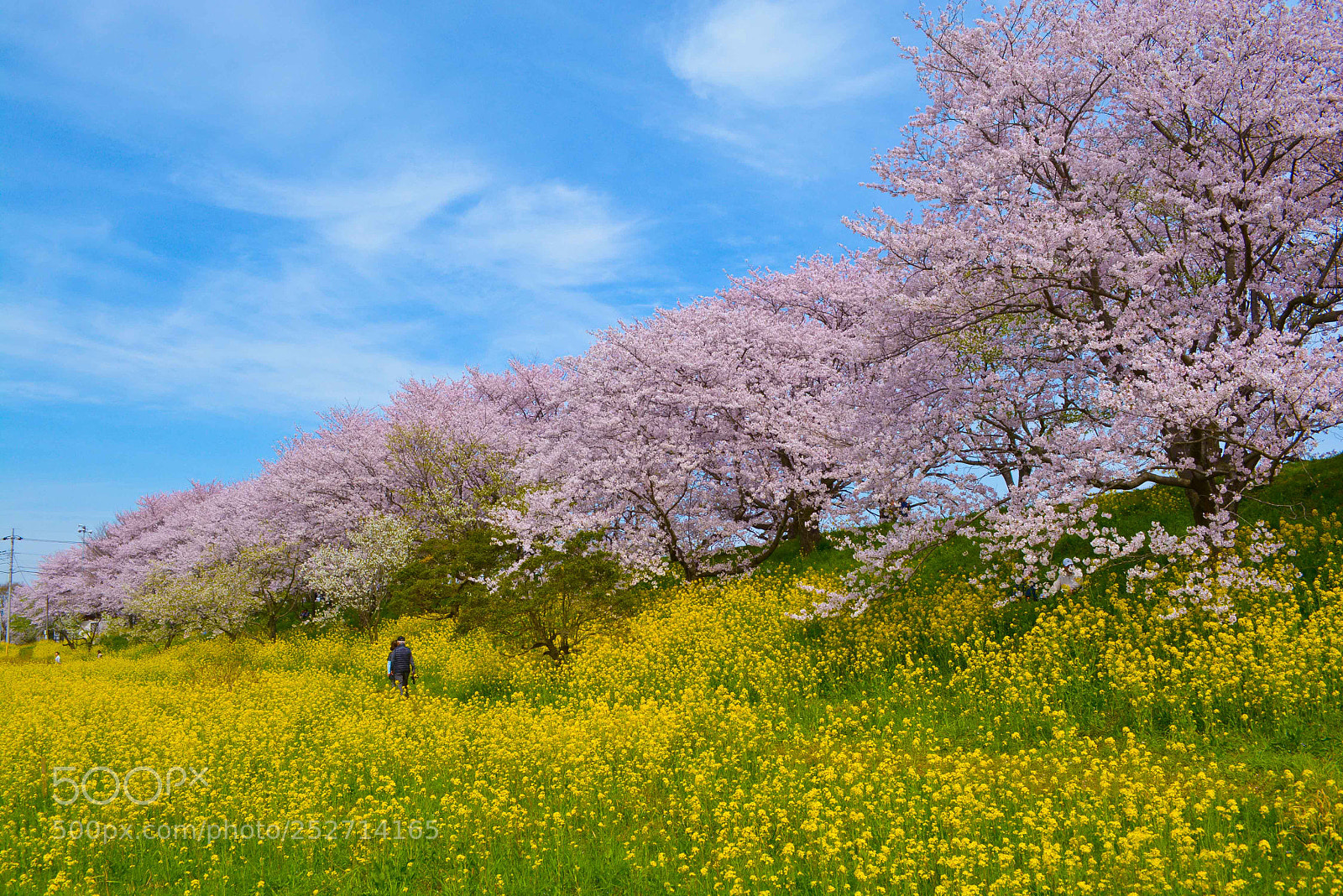 Nikon D7100 sample photo. Cherry blossoms and rapeseed photography